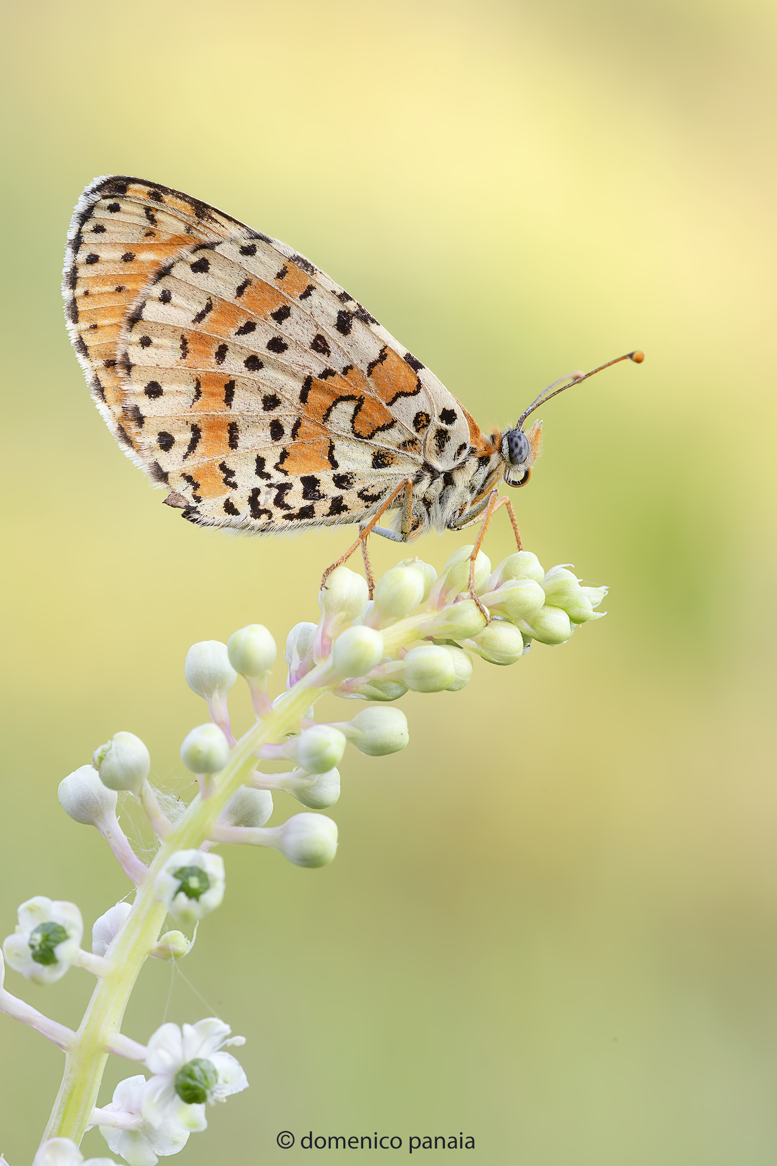 melitaea didyma