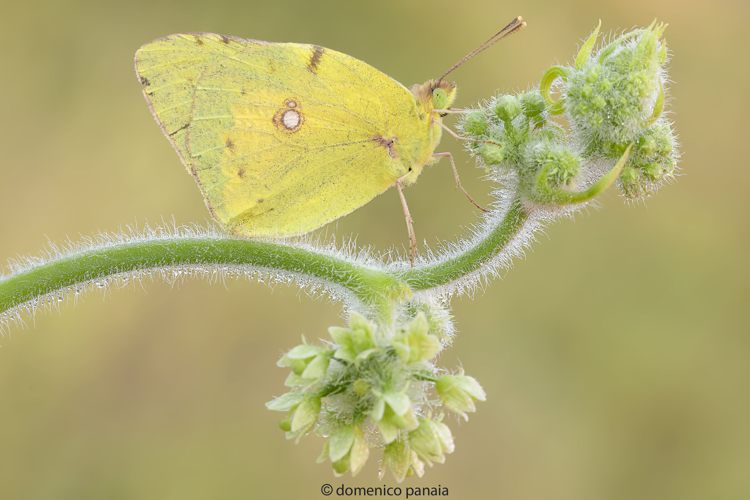 colias