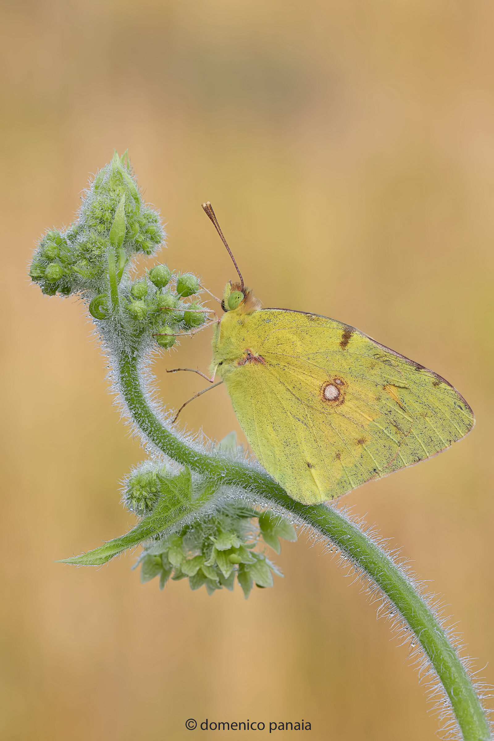 colias