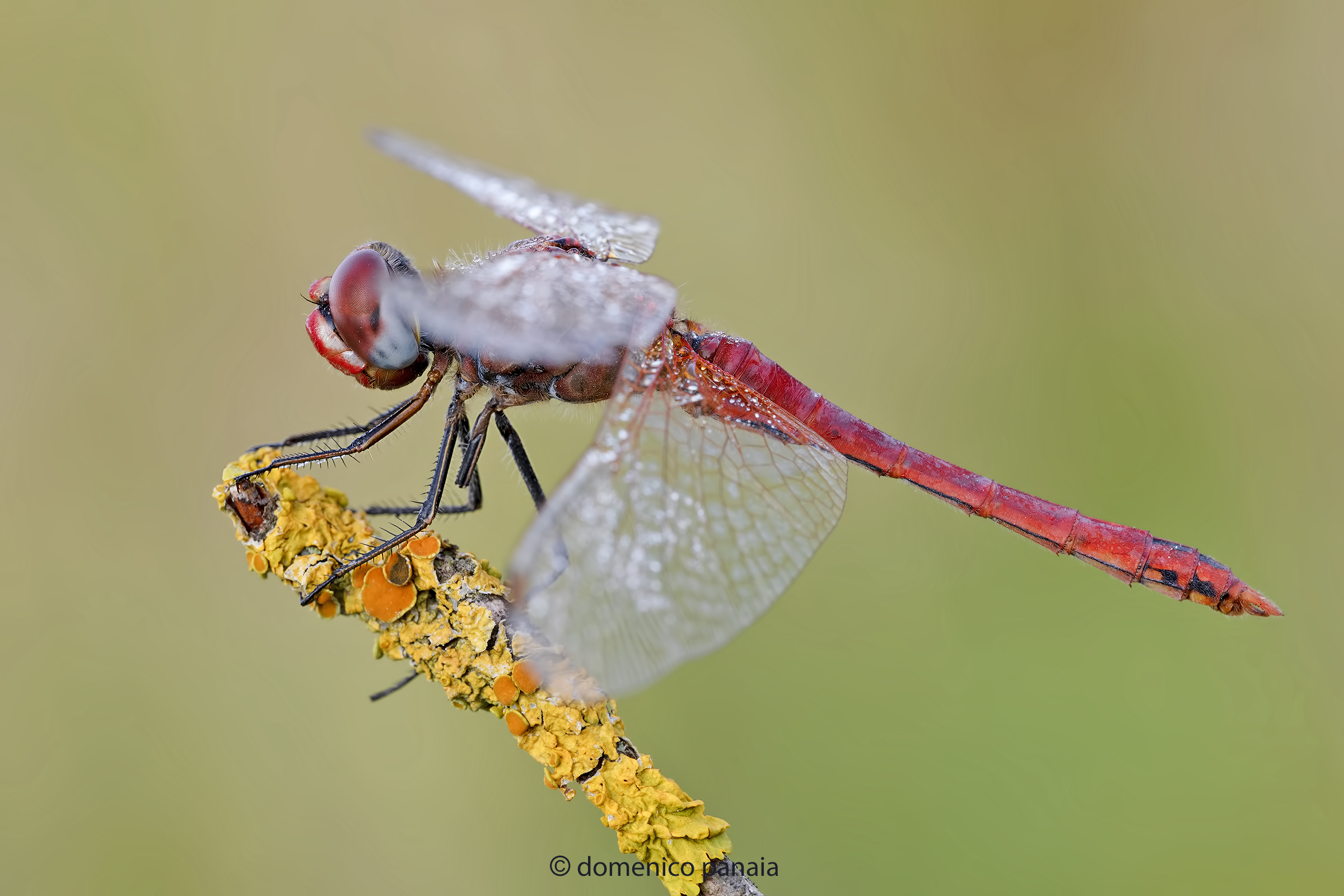 sympetrum fonscolombii