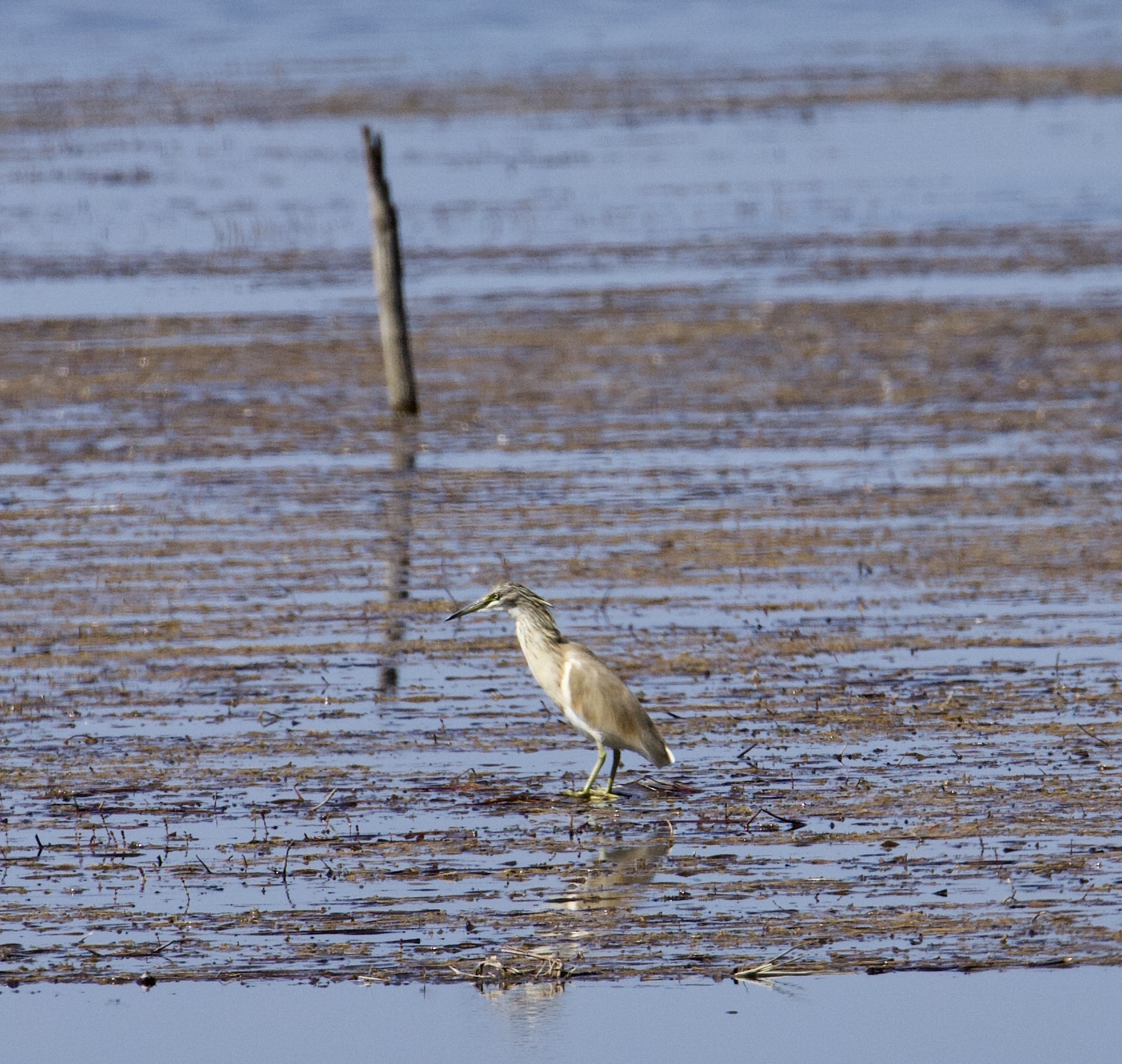 squacco heron