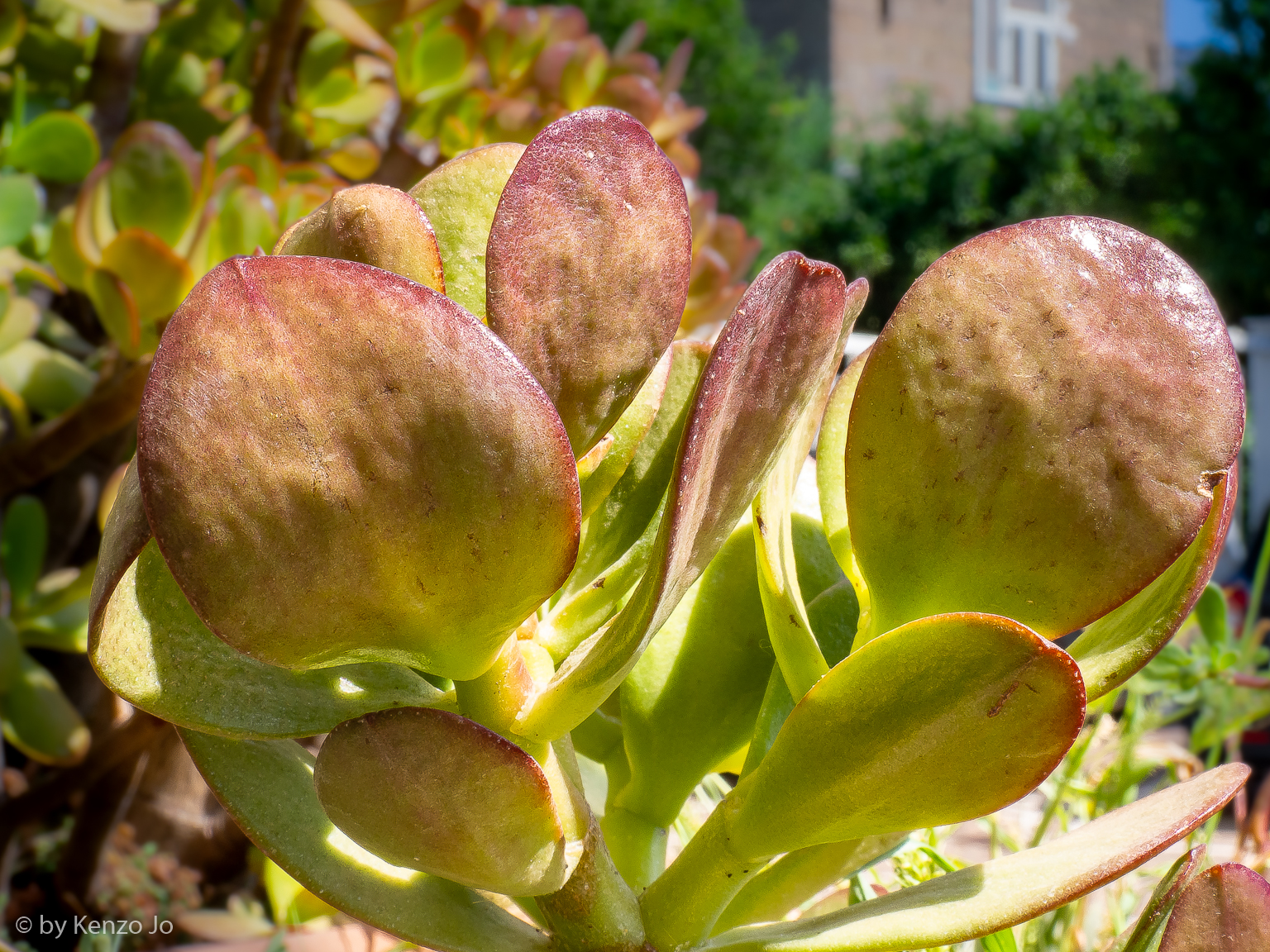 August sun at noon on southern plants
