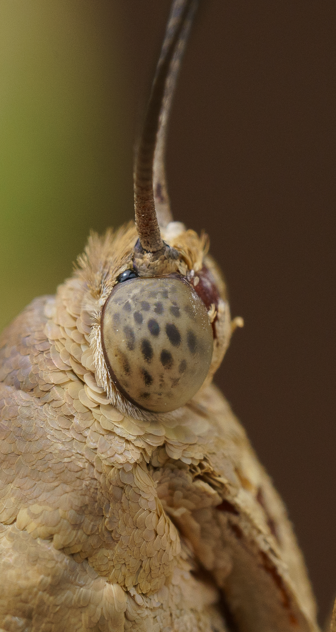 Eater