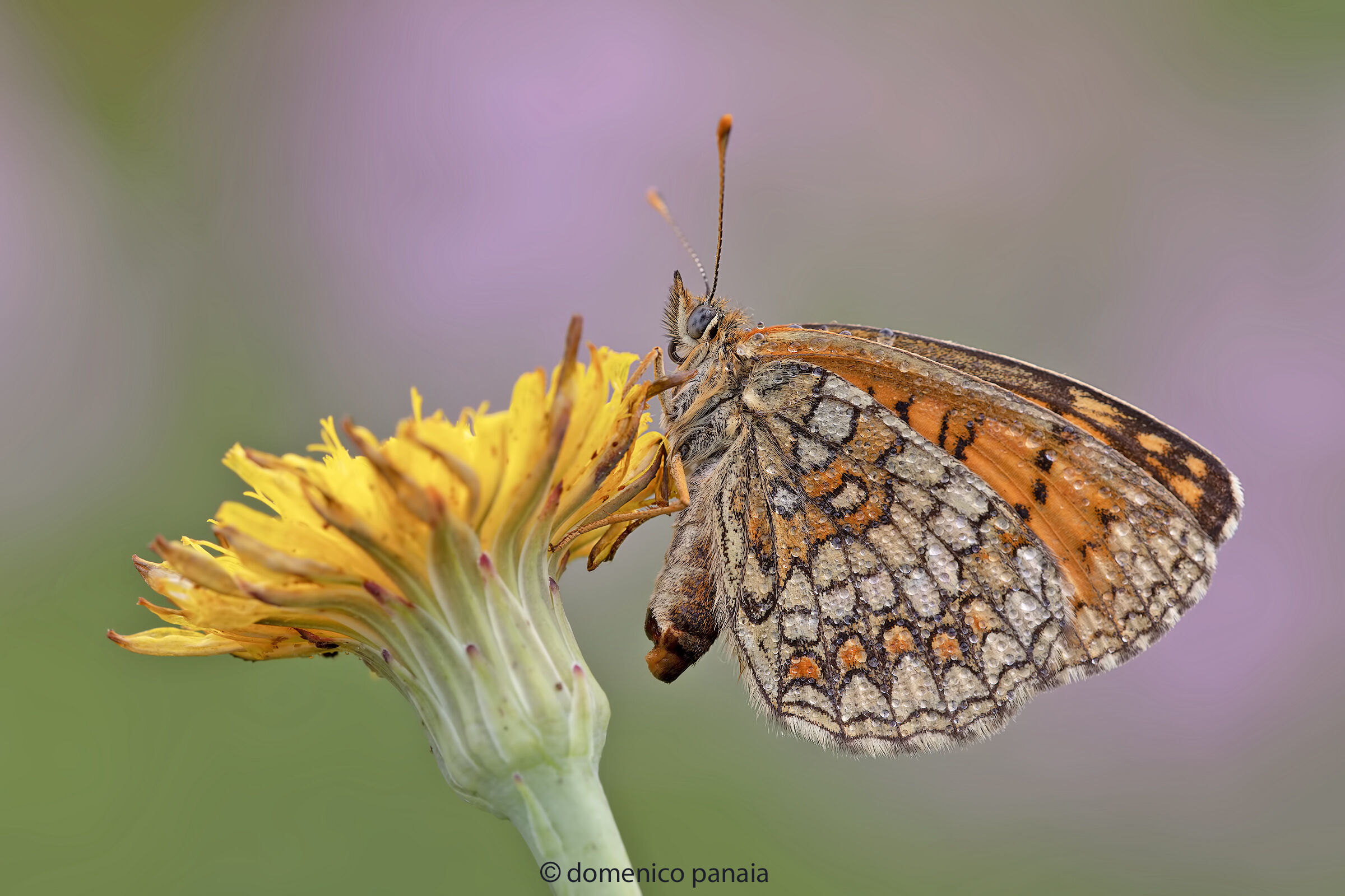 melitaea athalia