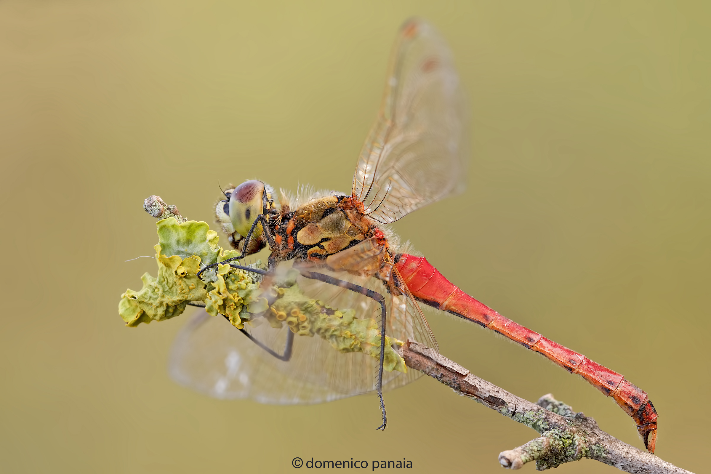 sympetrum depressisculum