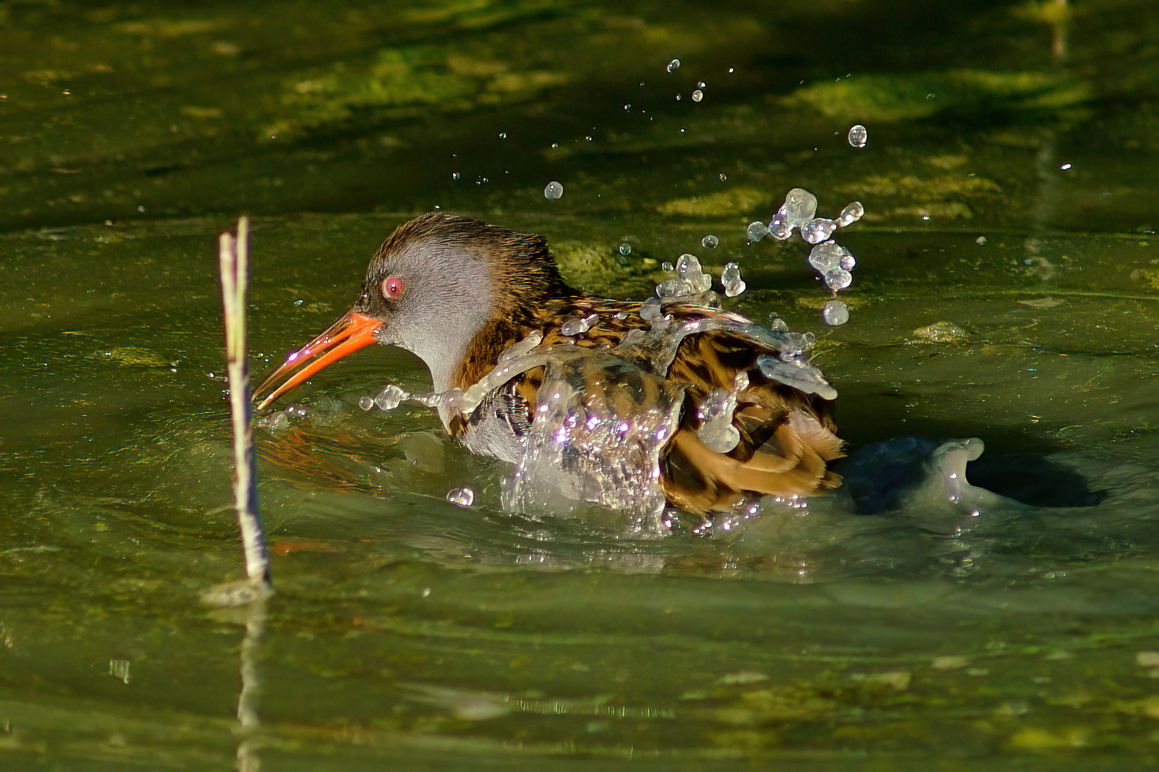 Porciglione al bagno