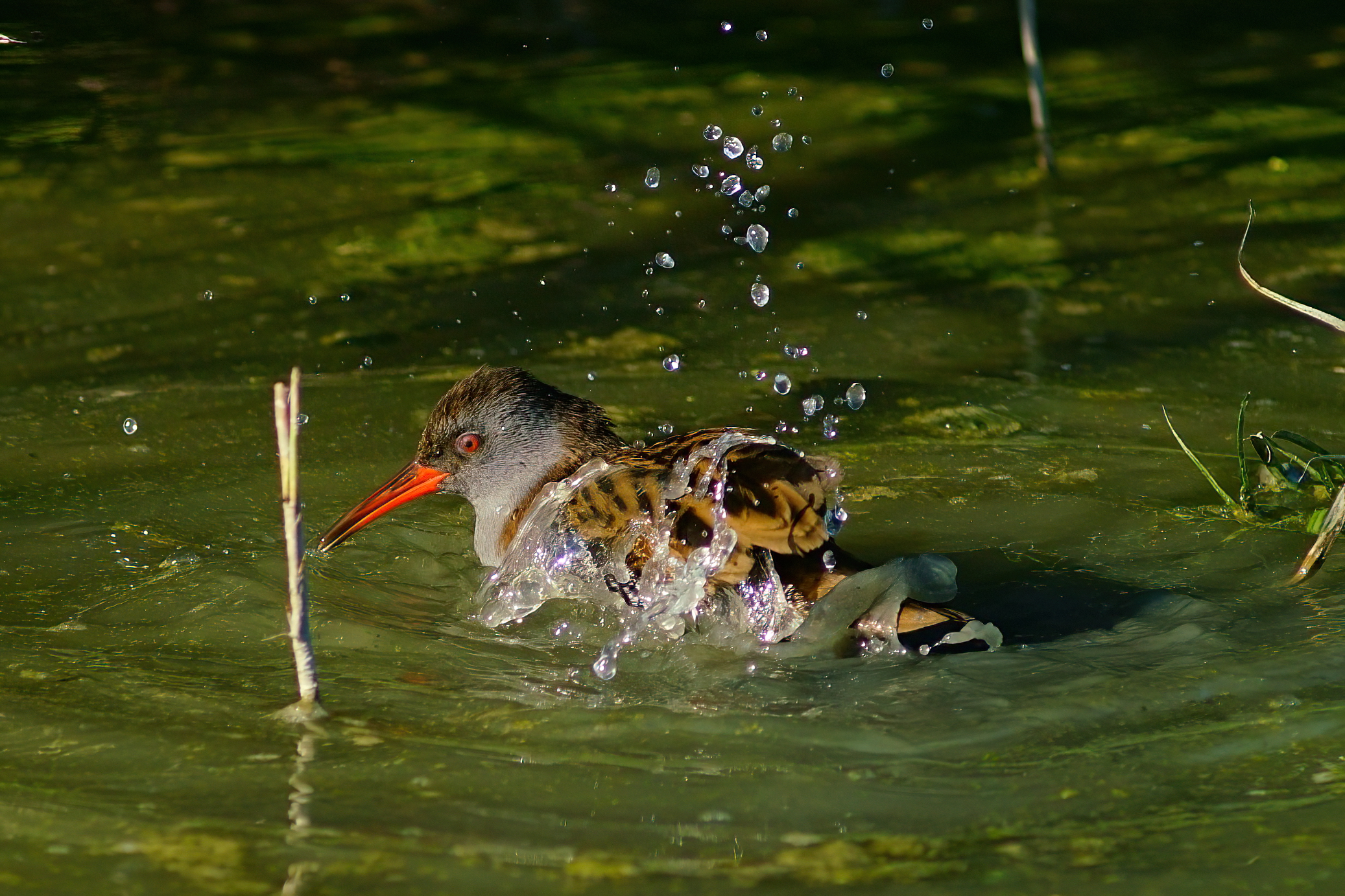 Porciglione al bagno