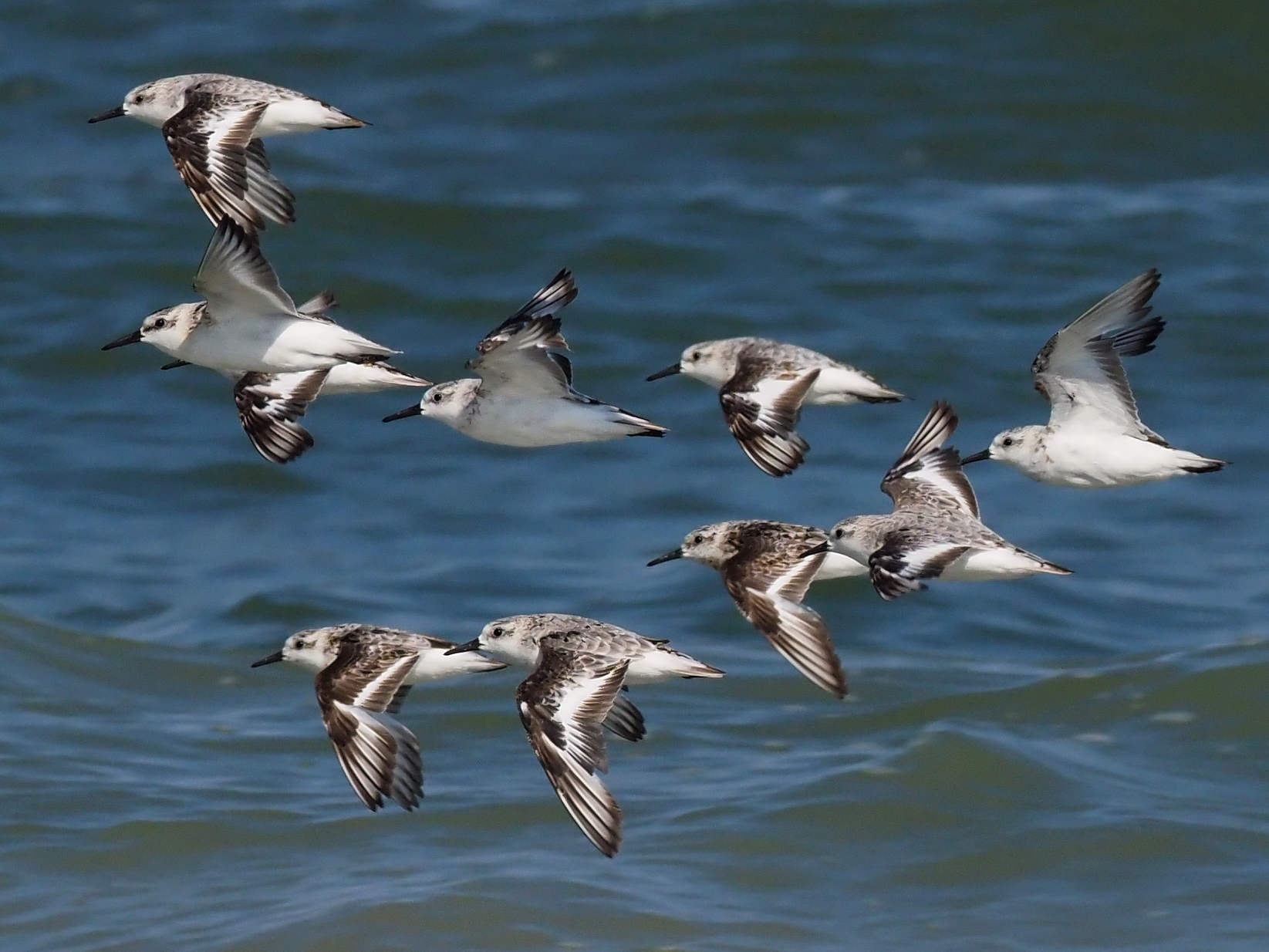 Three-toed Piovanelli