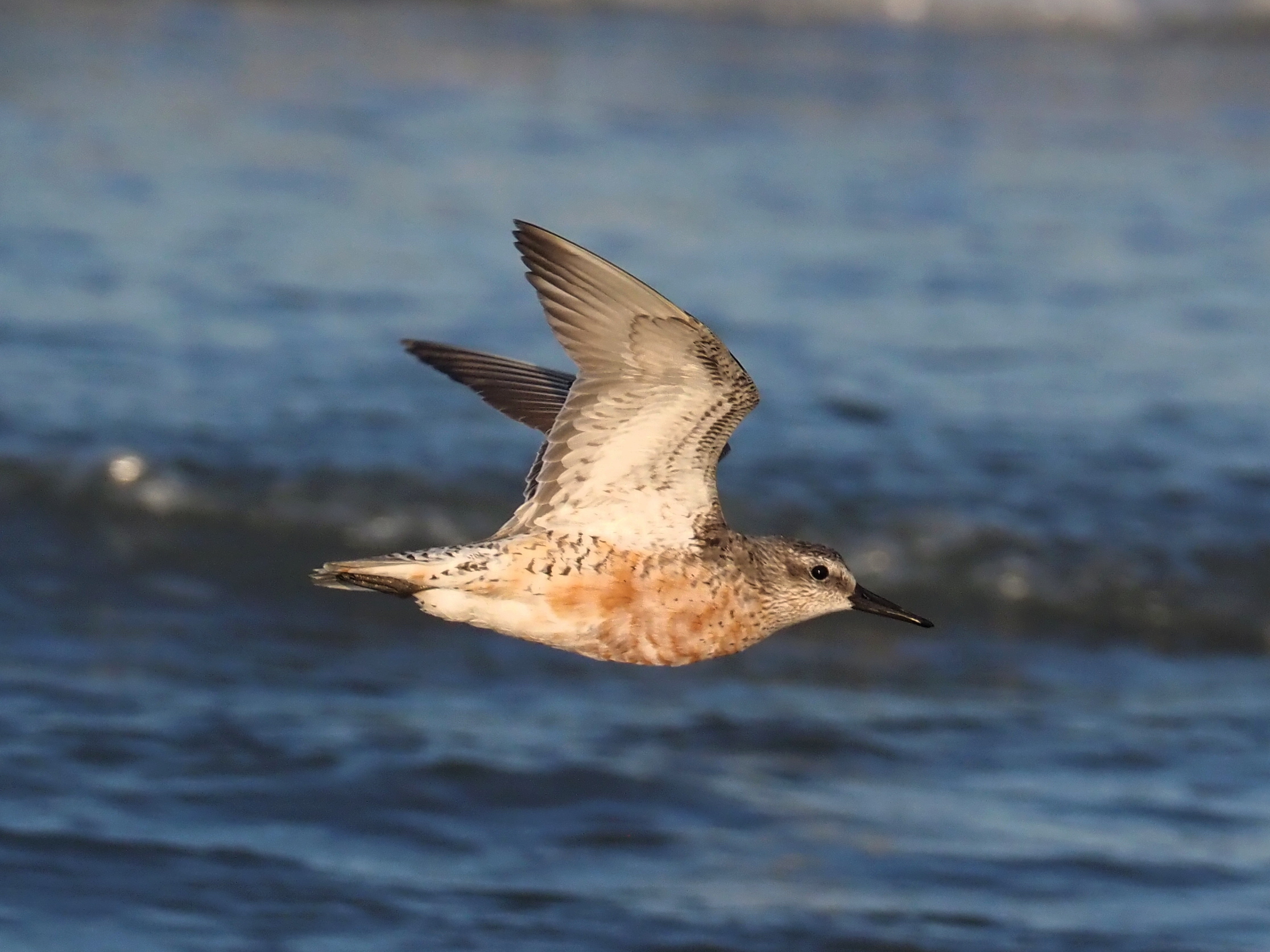 Red knot