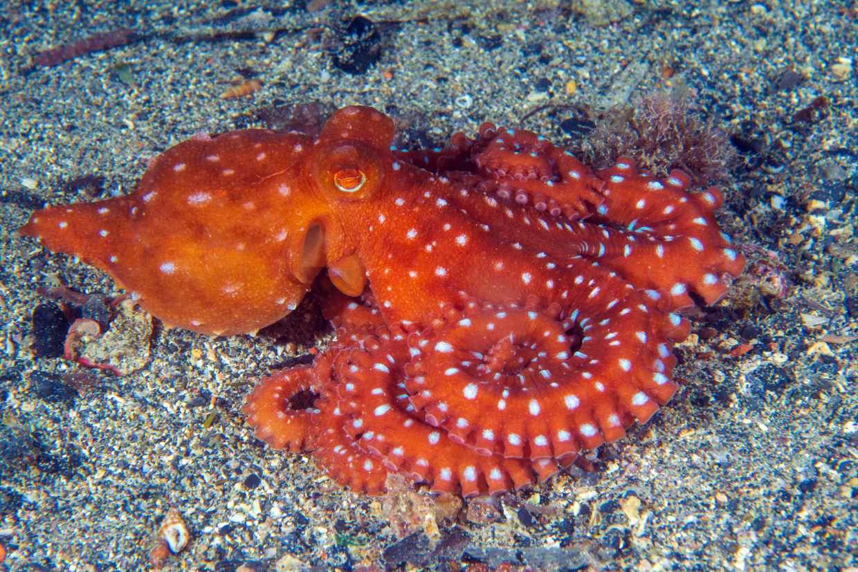 Polpessa