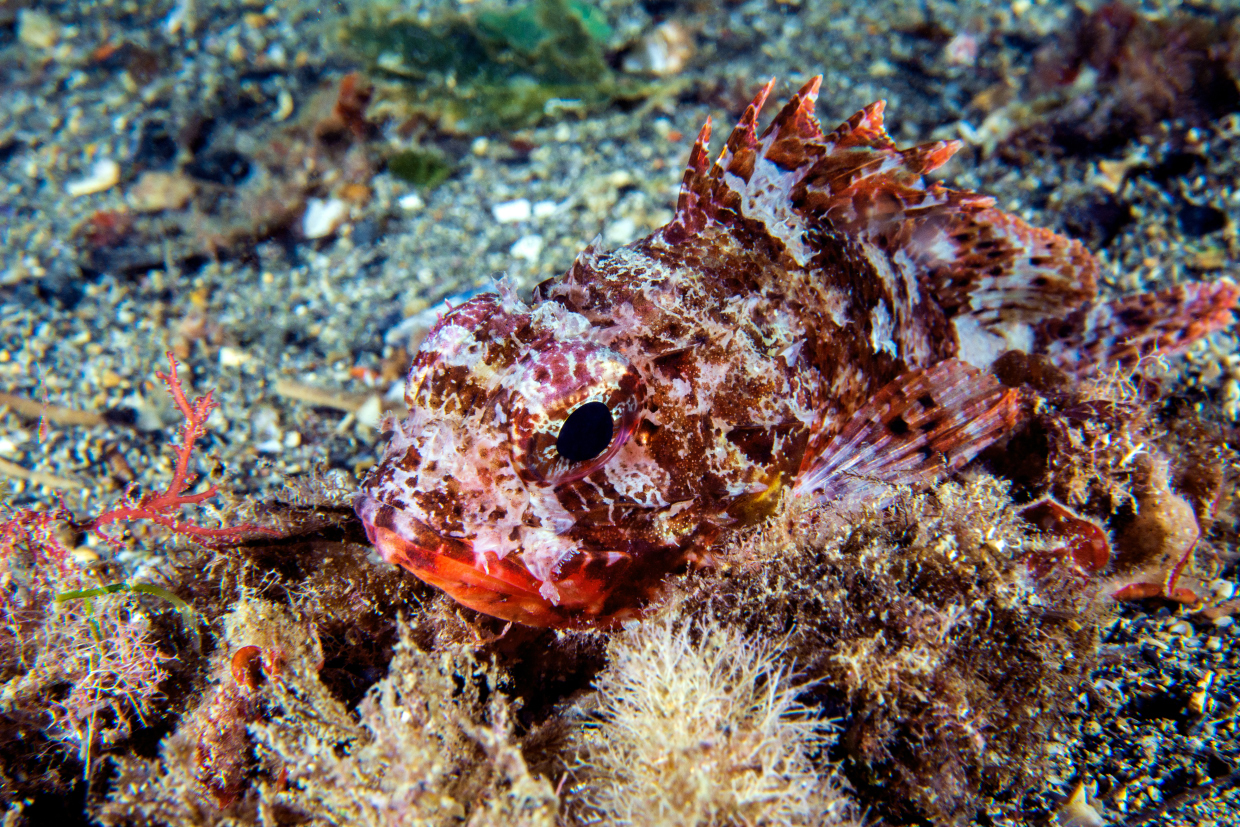 scorfano