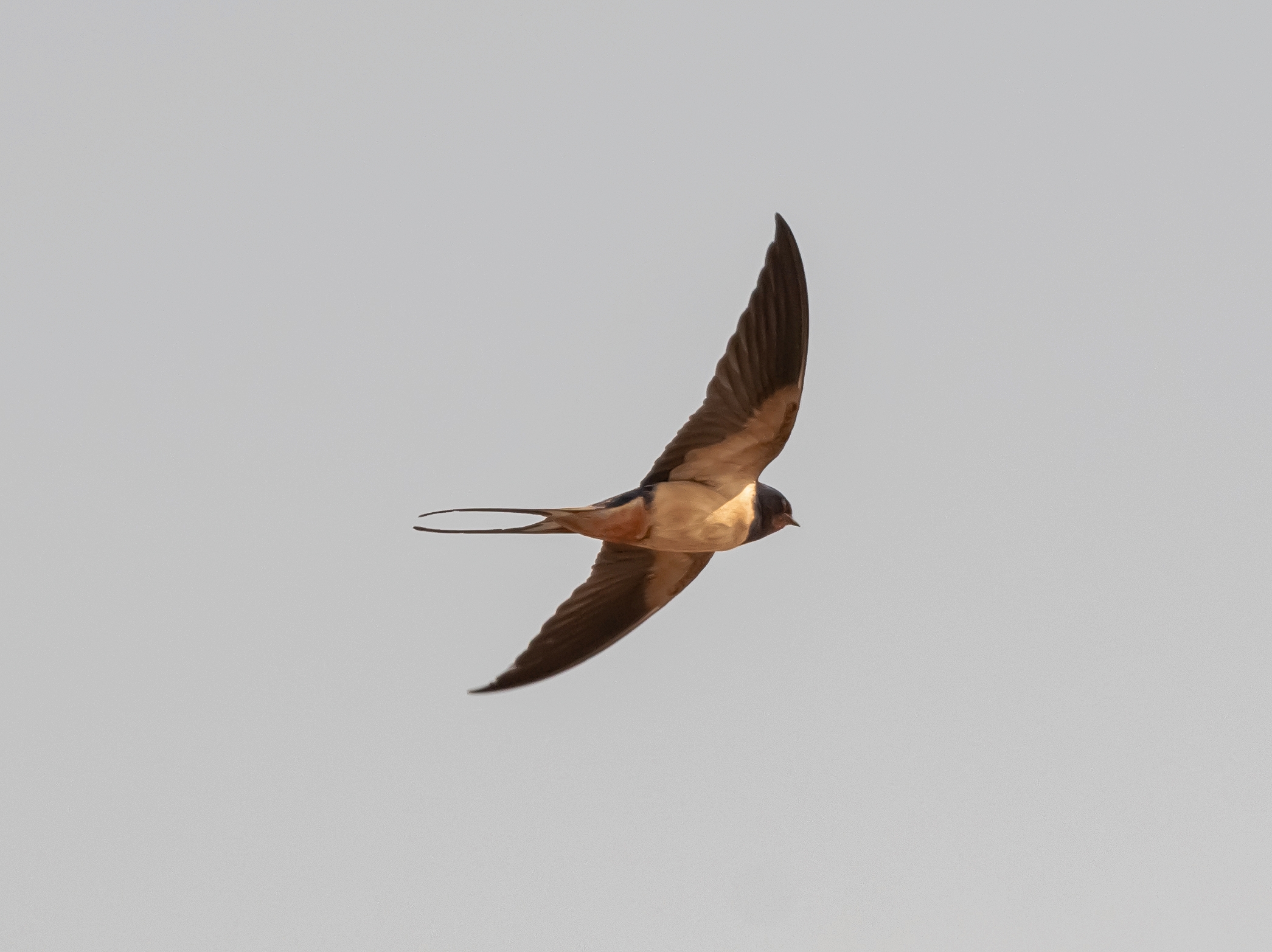 Common swallow in flight 3/04/2021