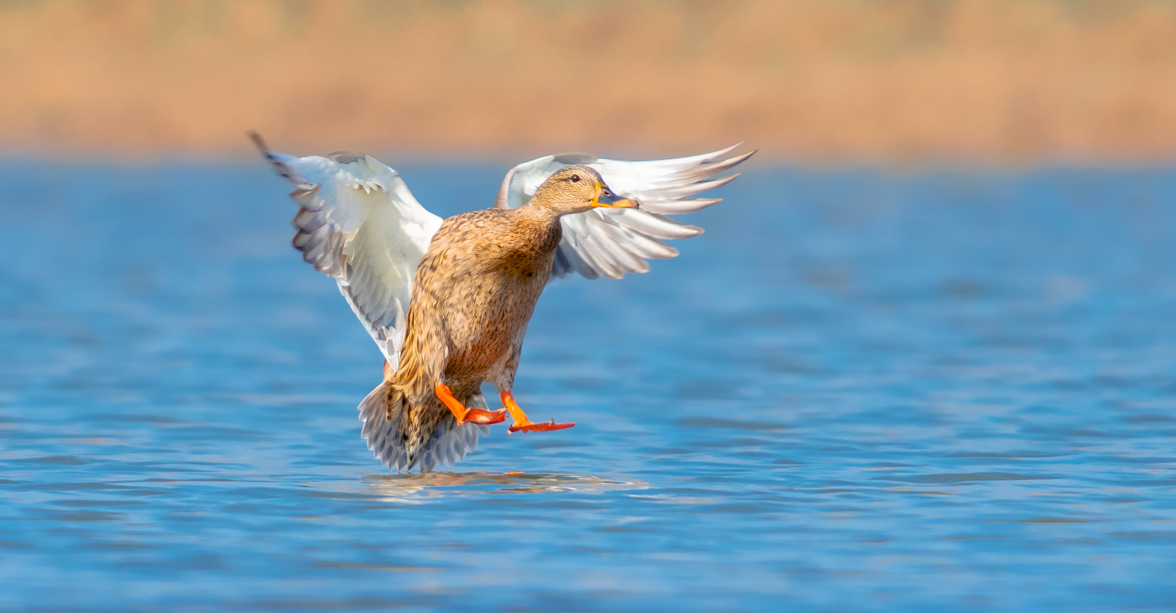 atterraggio-germano reale