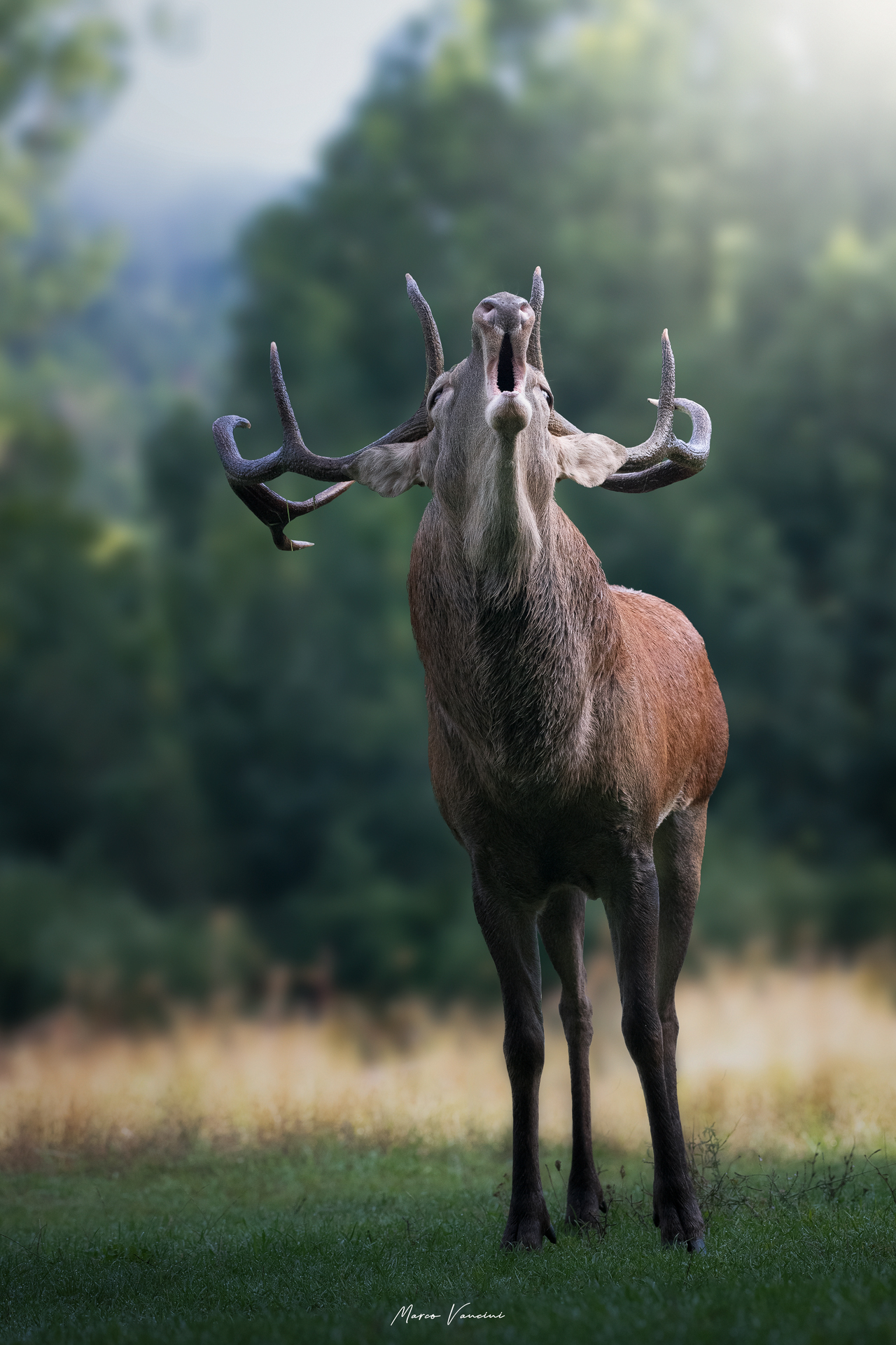 Il bramito del cervo