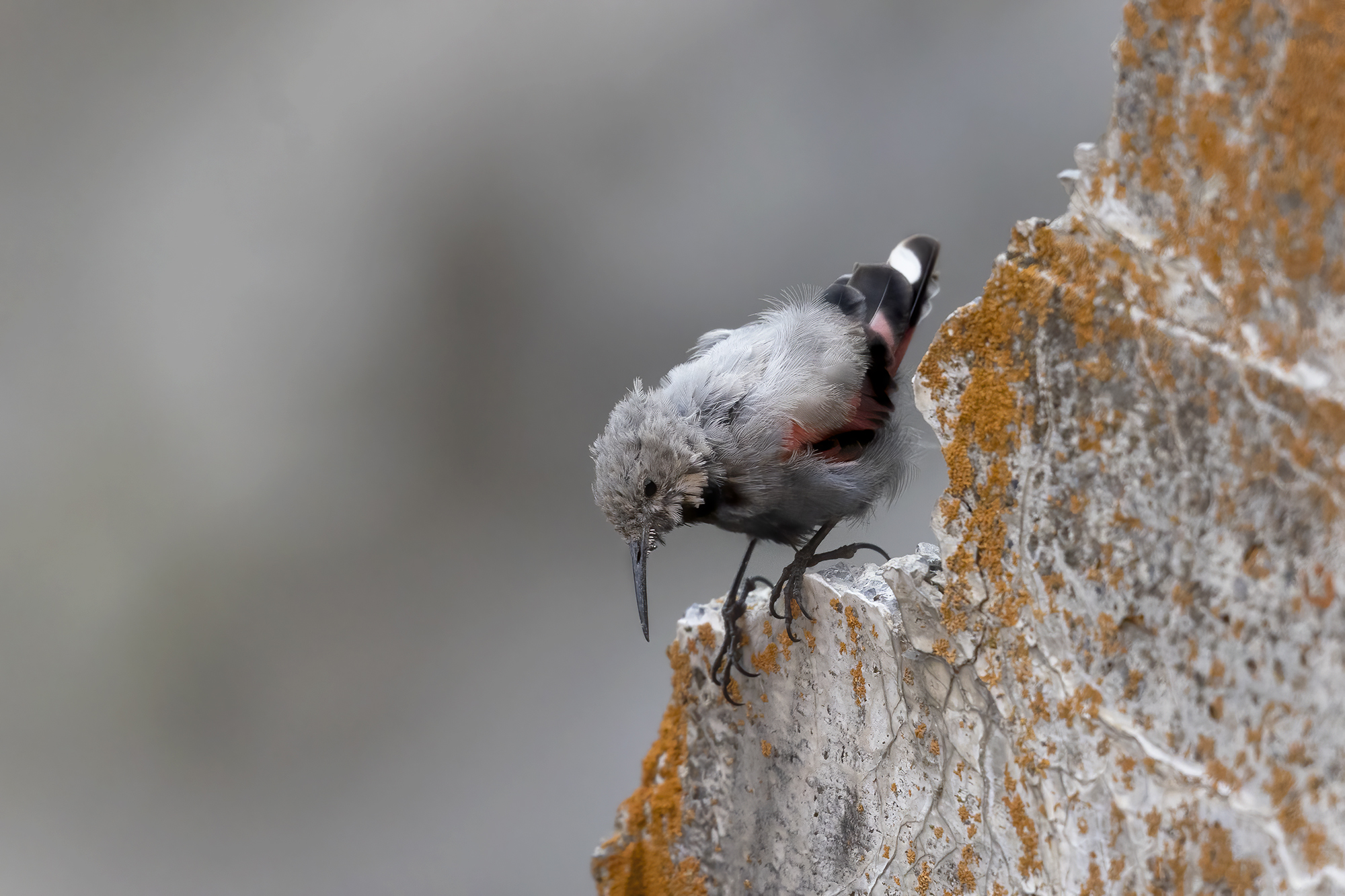 picchio muraiolo punta le falene
