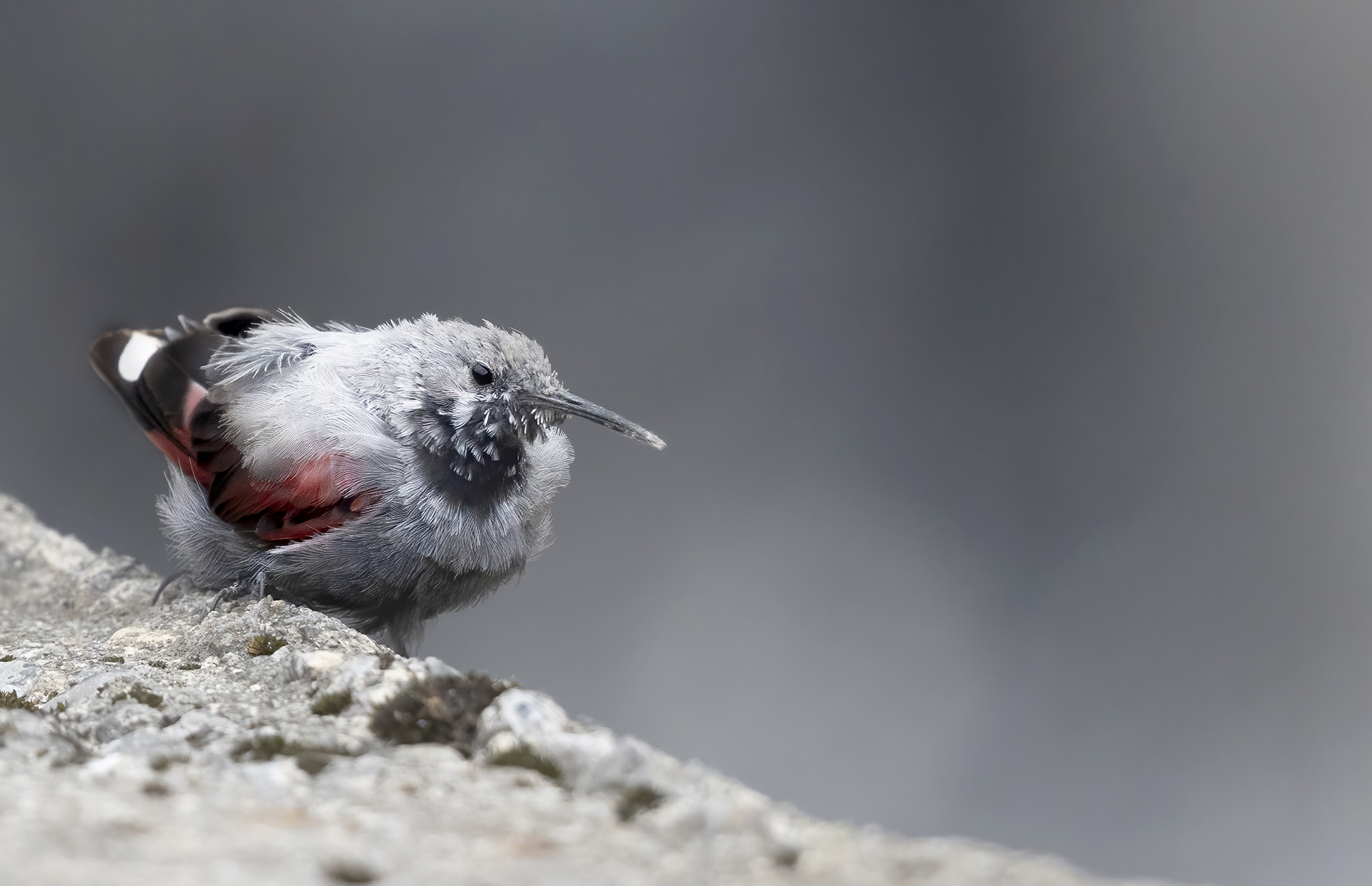 dal becco consumato, picchio muraiolo