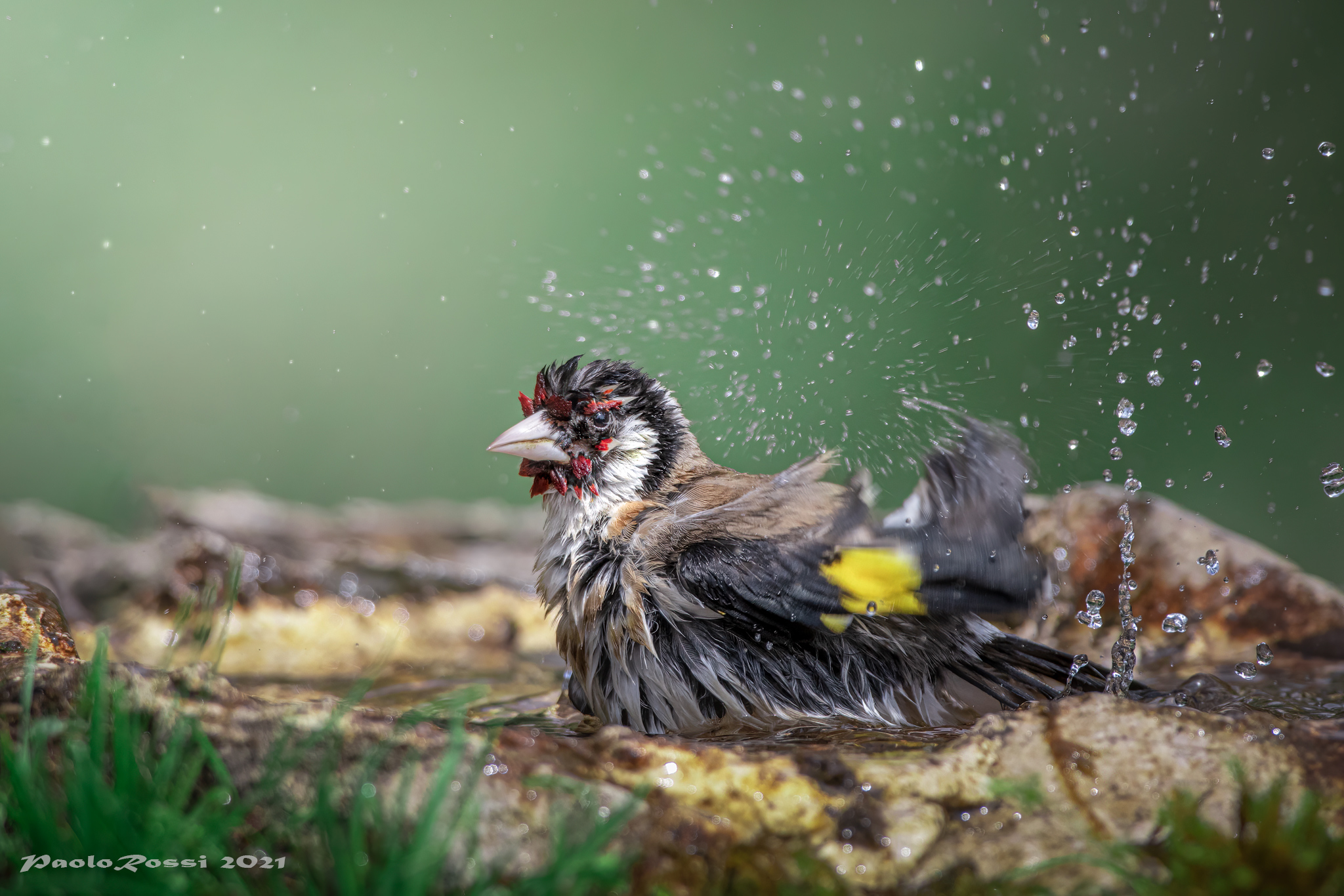 Goldfinch in the bathroom...