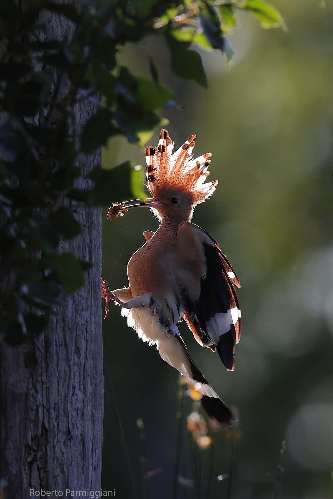 Hoopoe in backlight