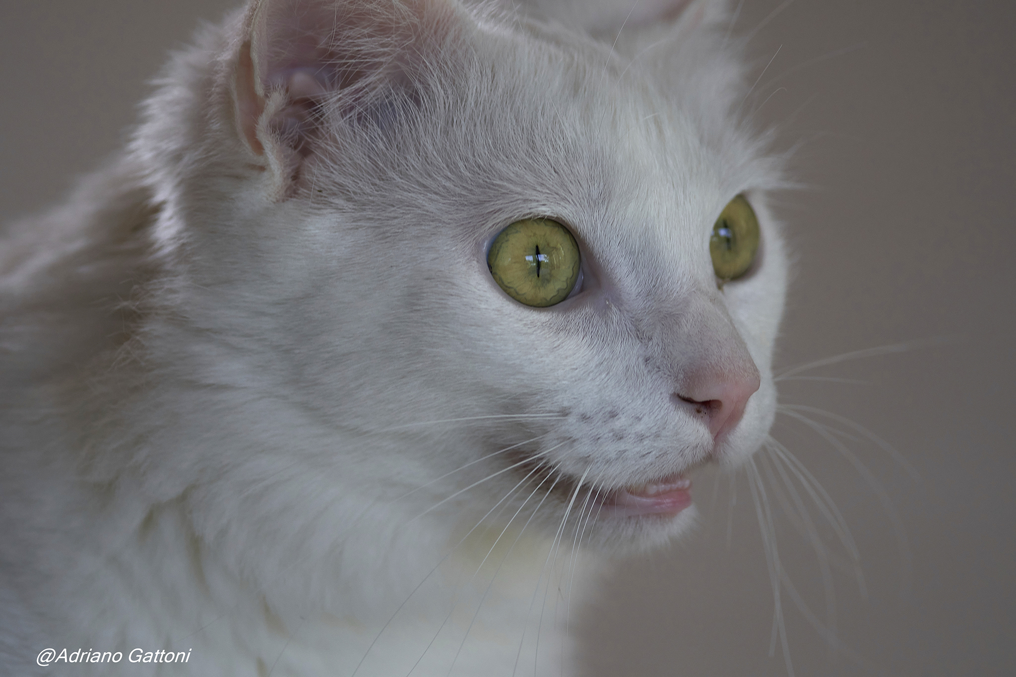Il gatto di casa ... Gattoni