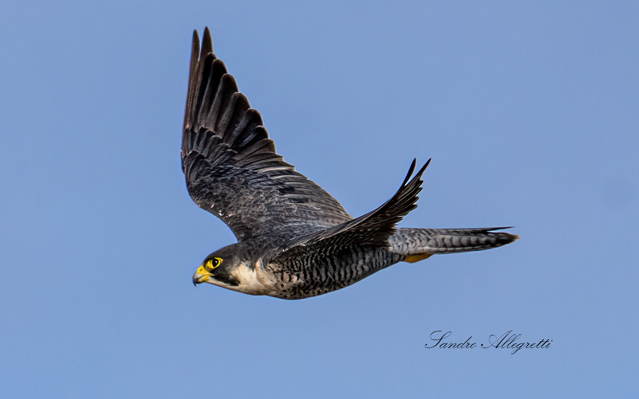 The peregrine falcon (Falco peregrinus)