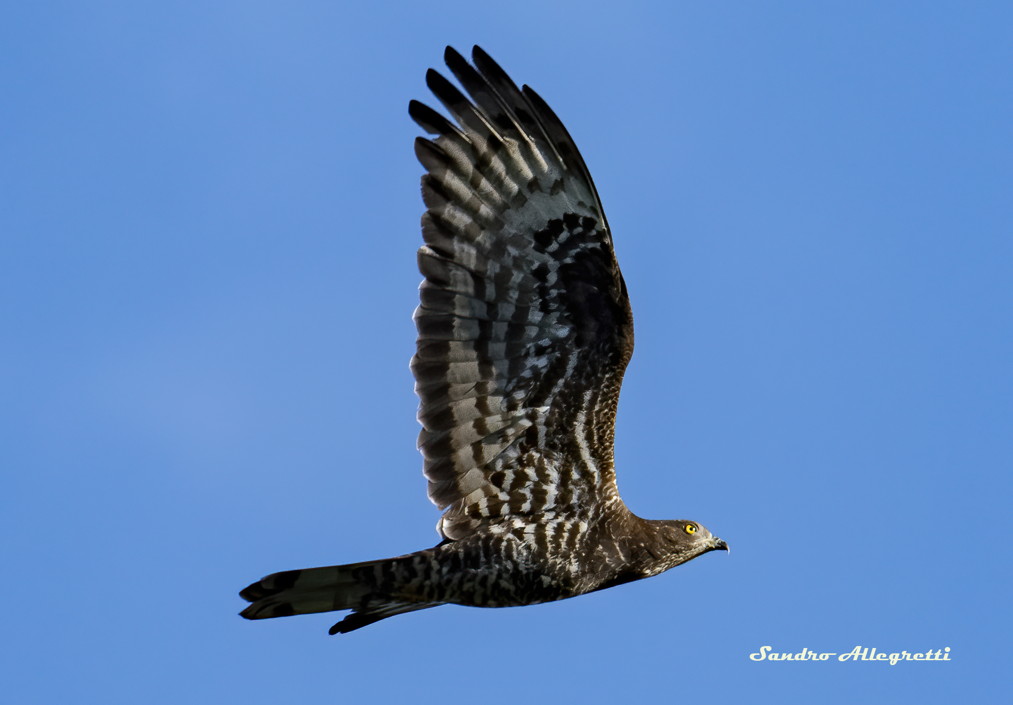 Western Honey Buzzard (Pernis apivorus)