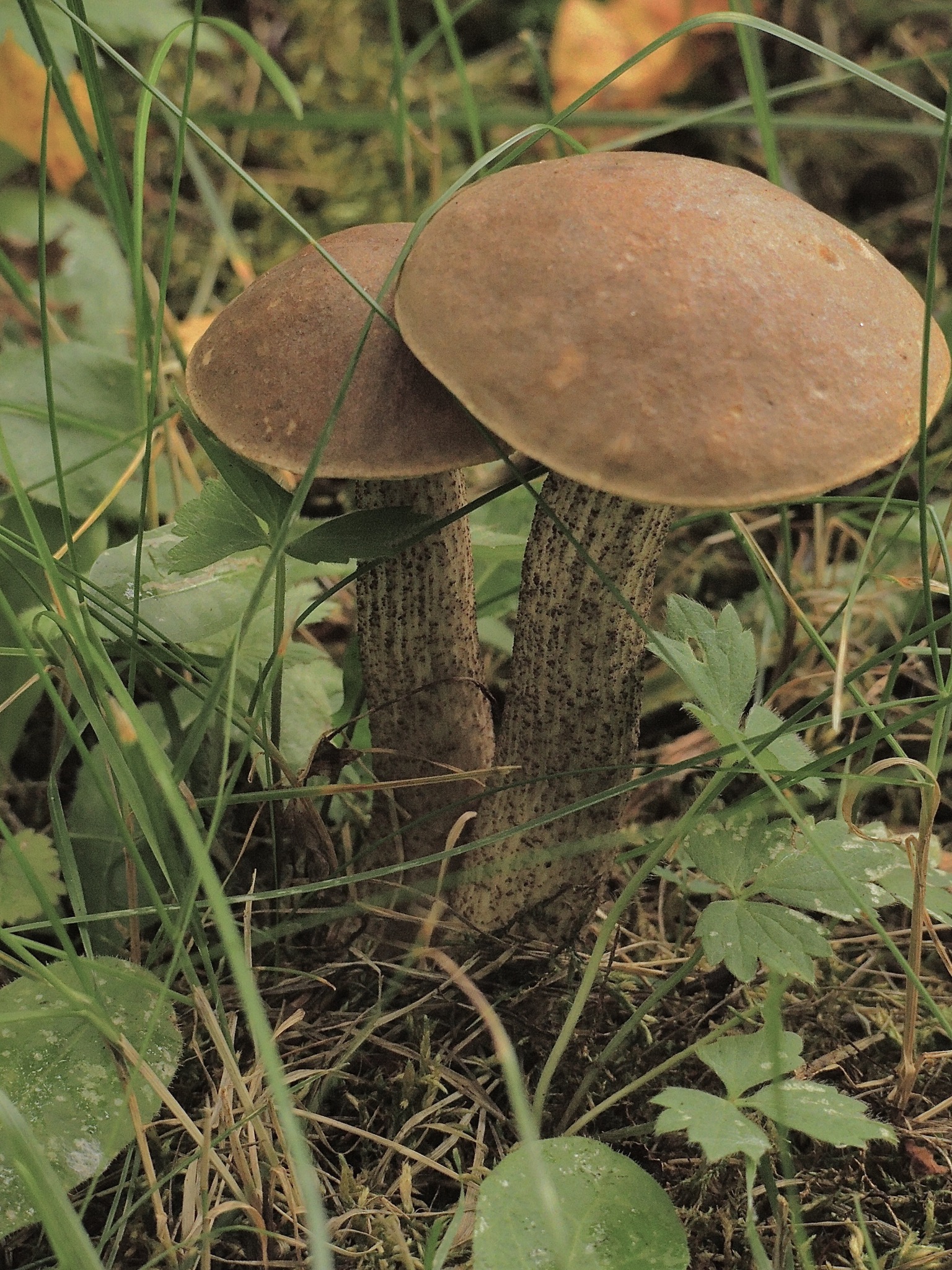 Leccinum