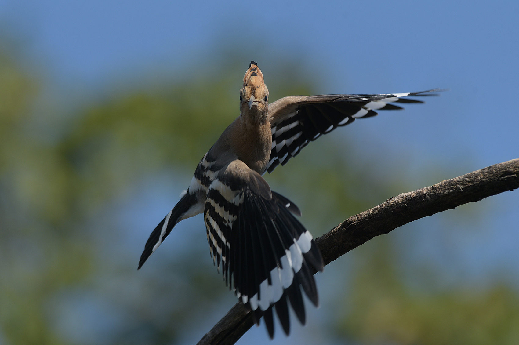 è lei... l'originale