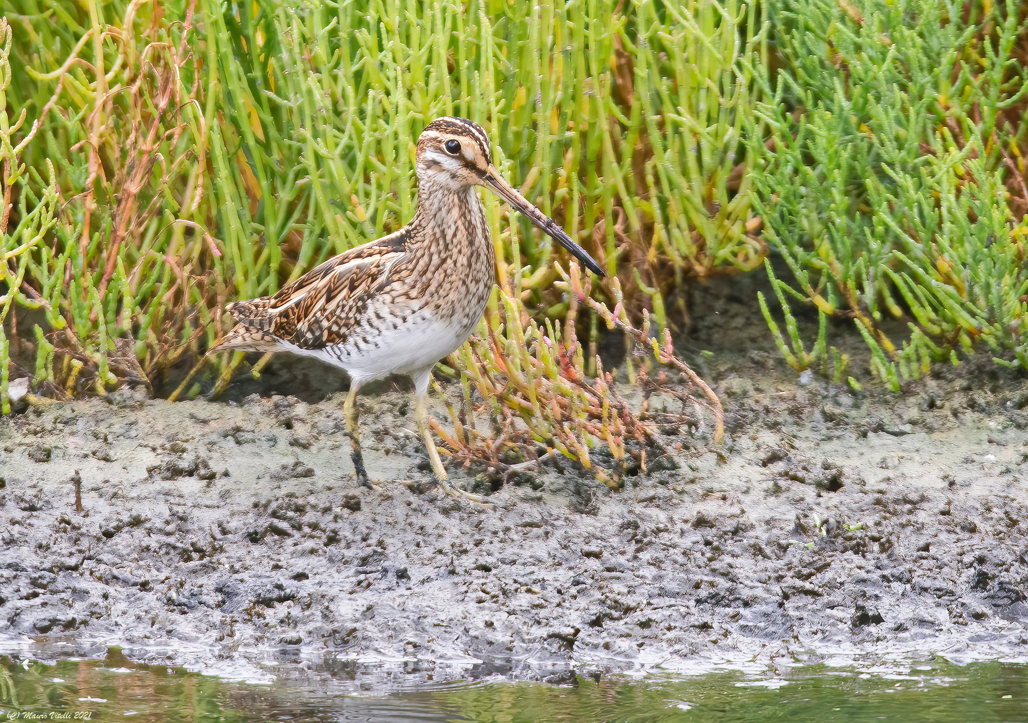 Snel (Gallinago gallinago)