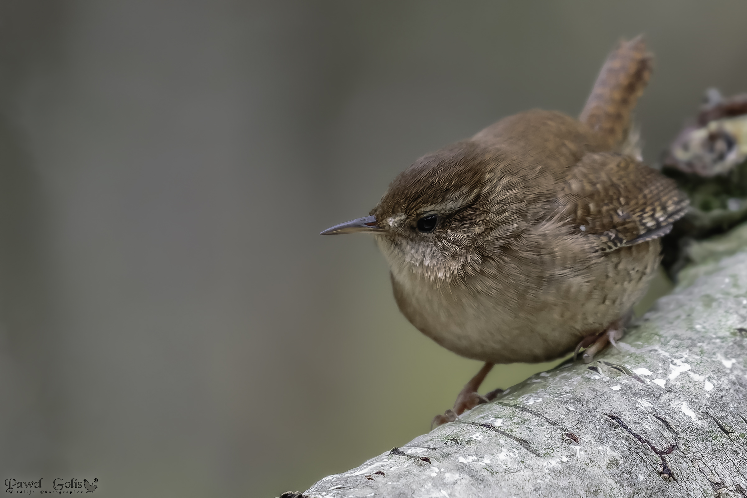 Scricciolo eurasiatico ( Troglodytes troglodytes)