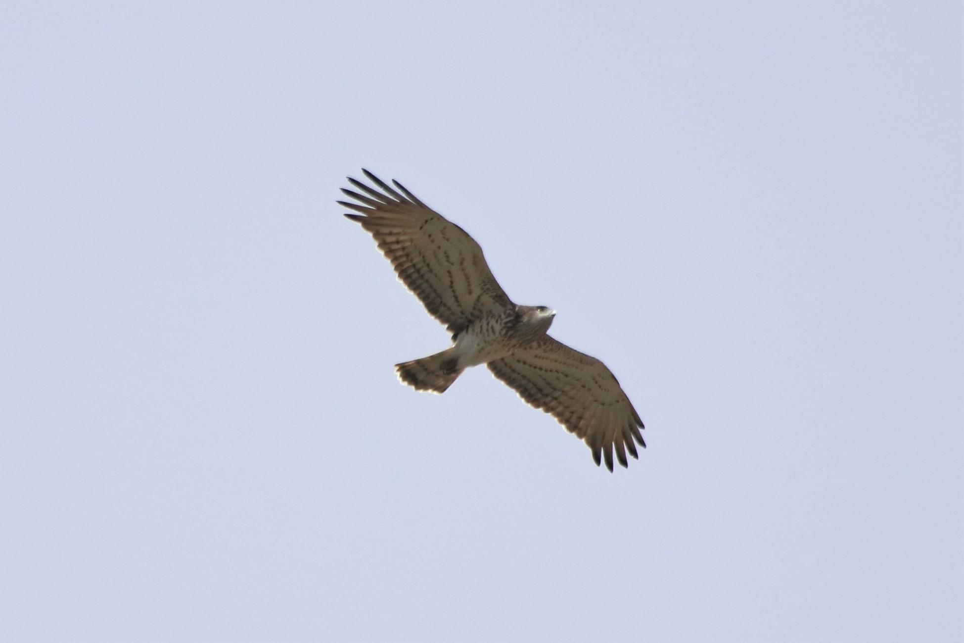 Harrier eagle