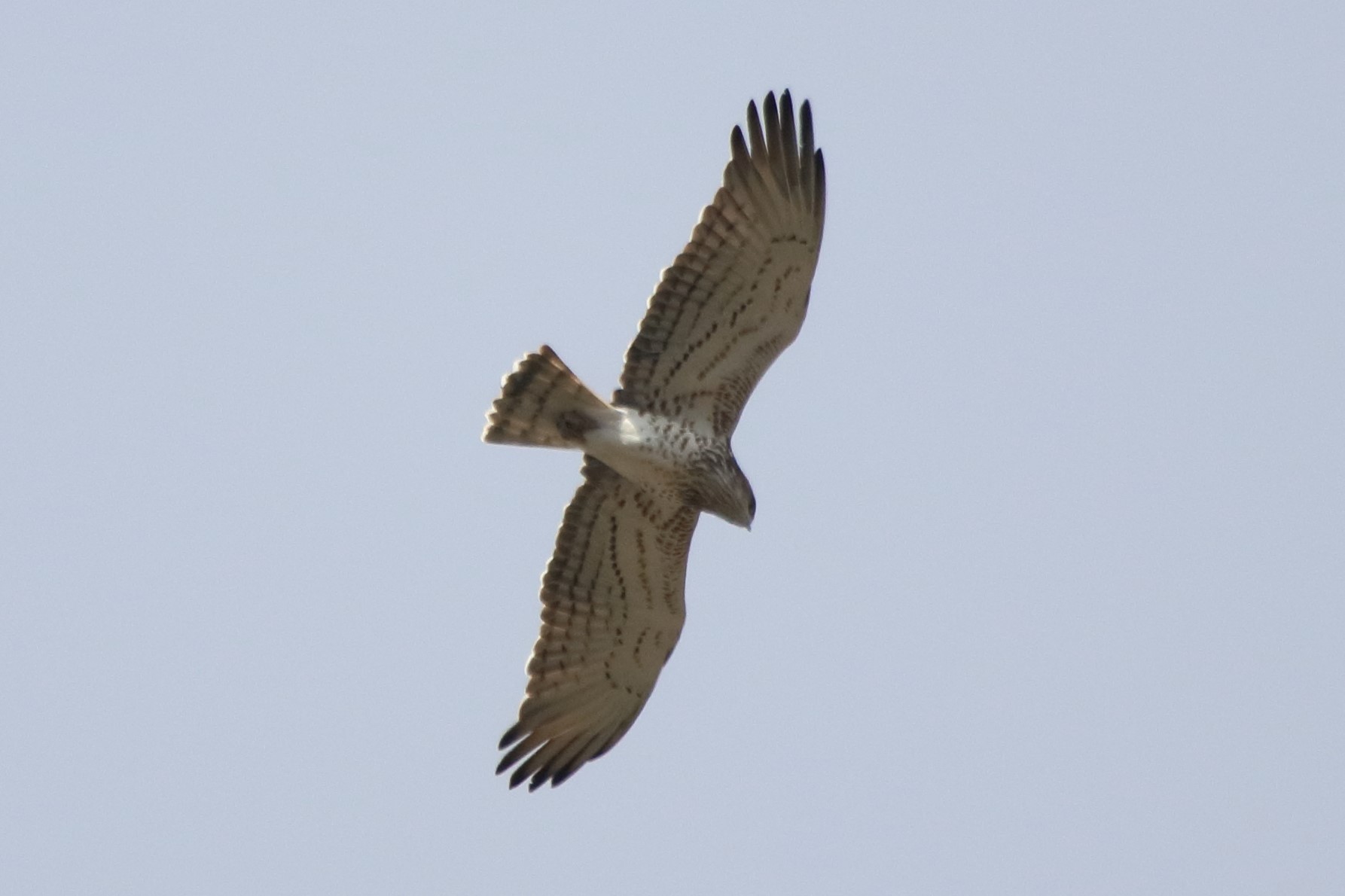 Harrier eagle