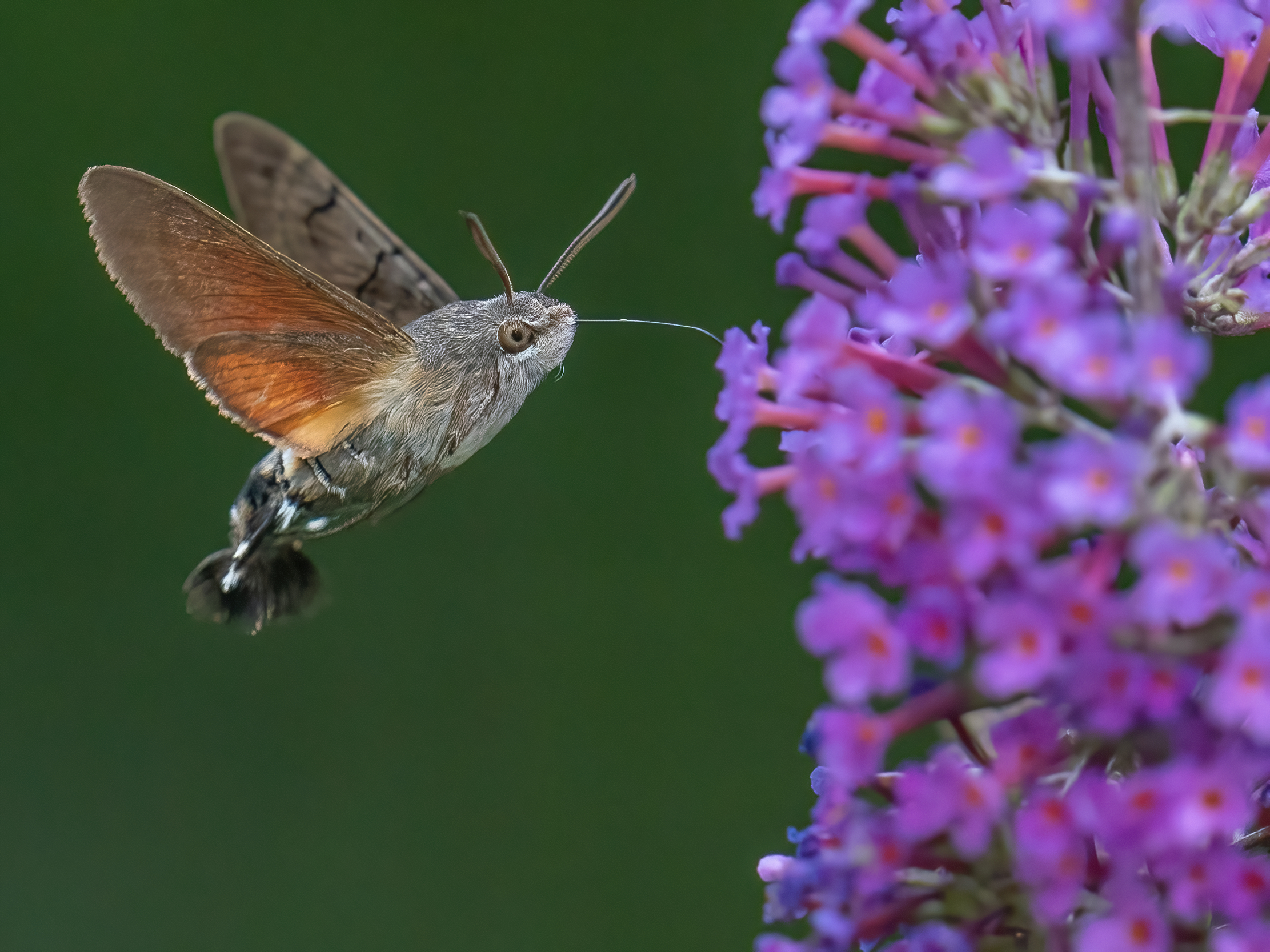Macroglossum stellatarum