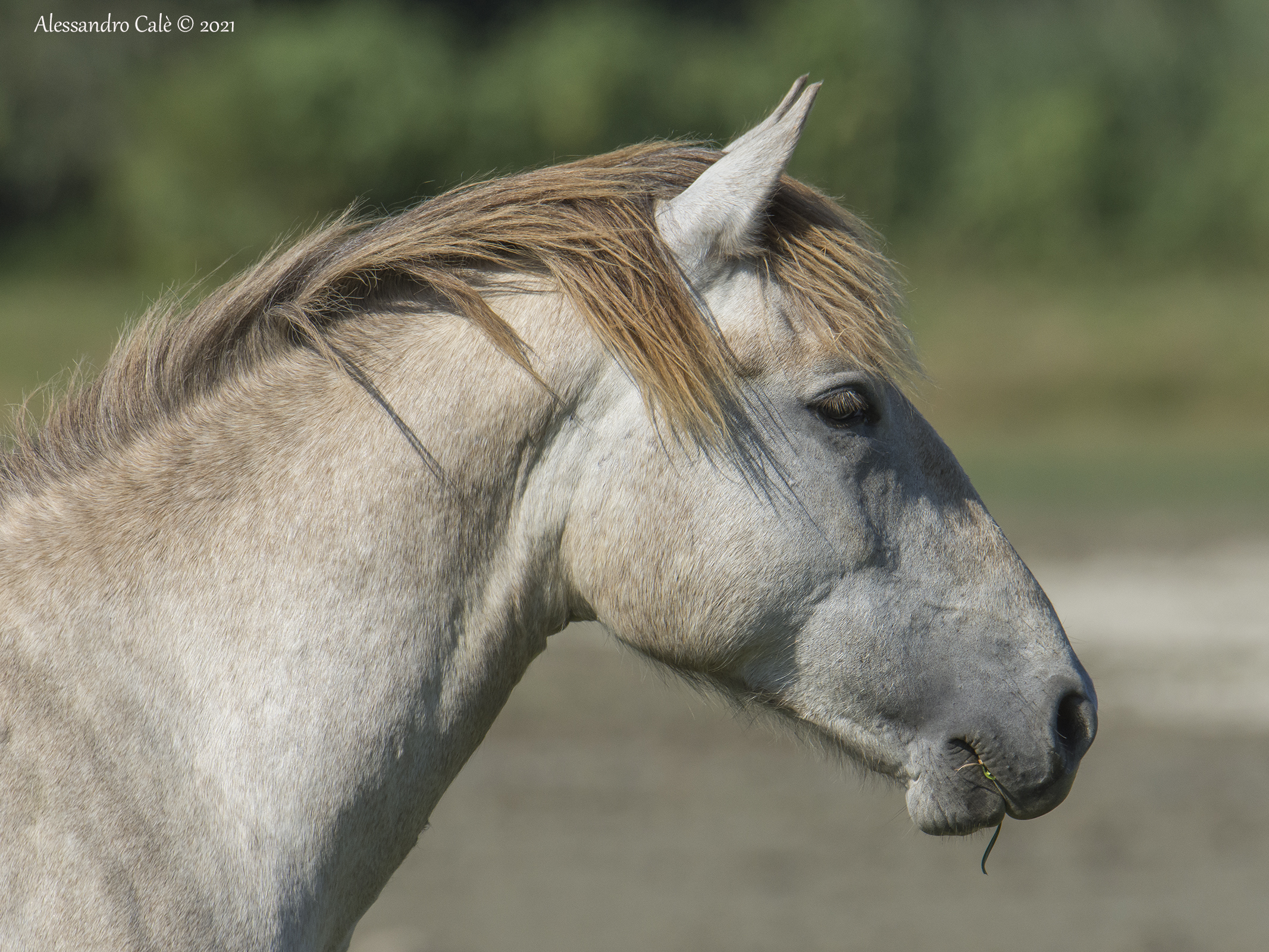 Cavallo della Camargue 8696