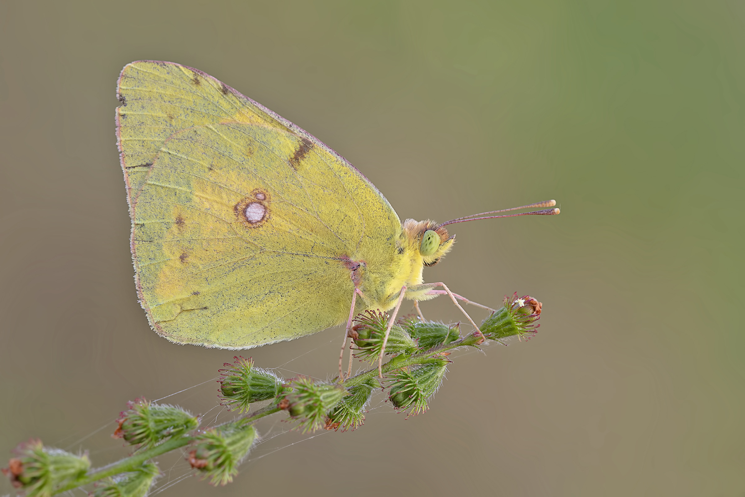 colias