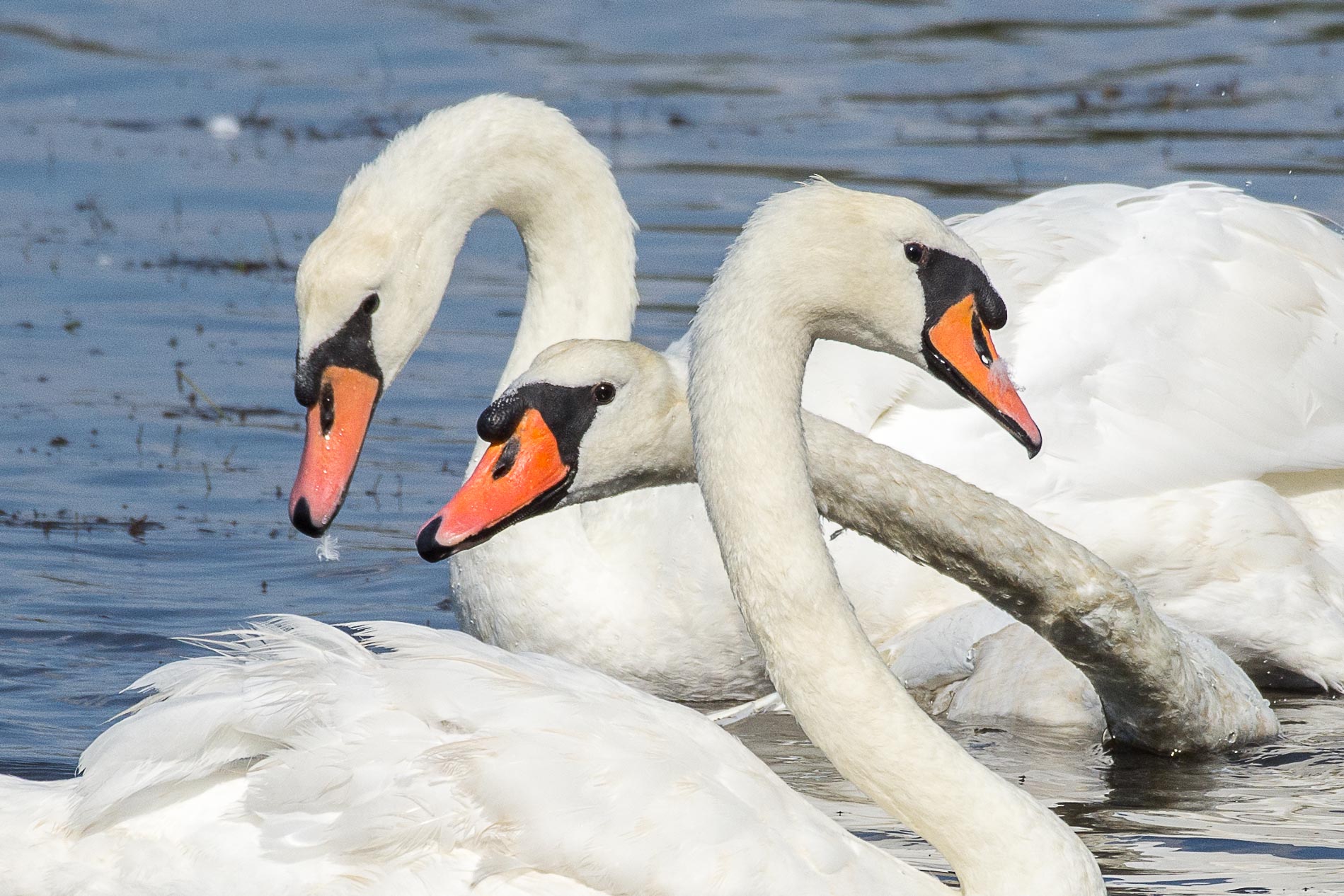 Swans