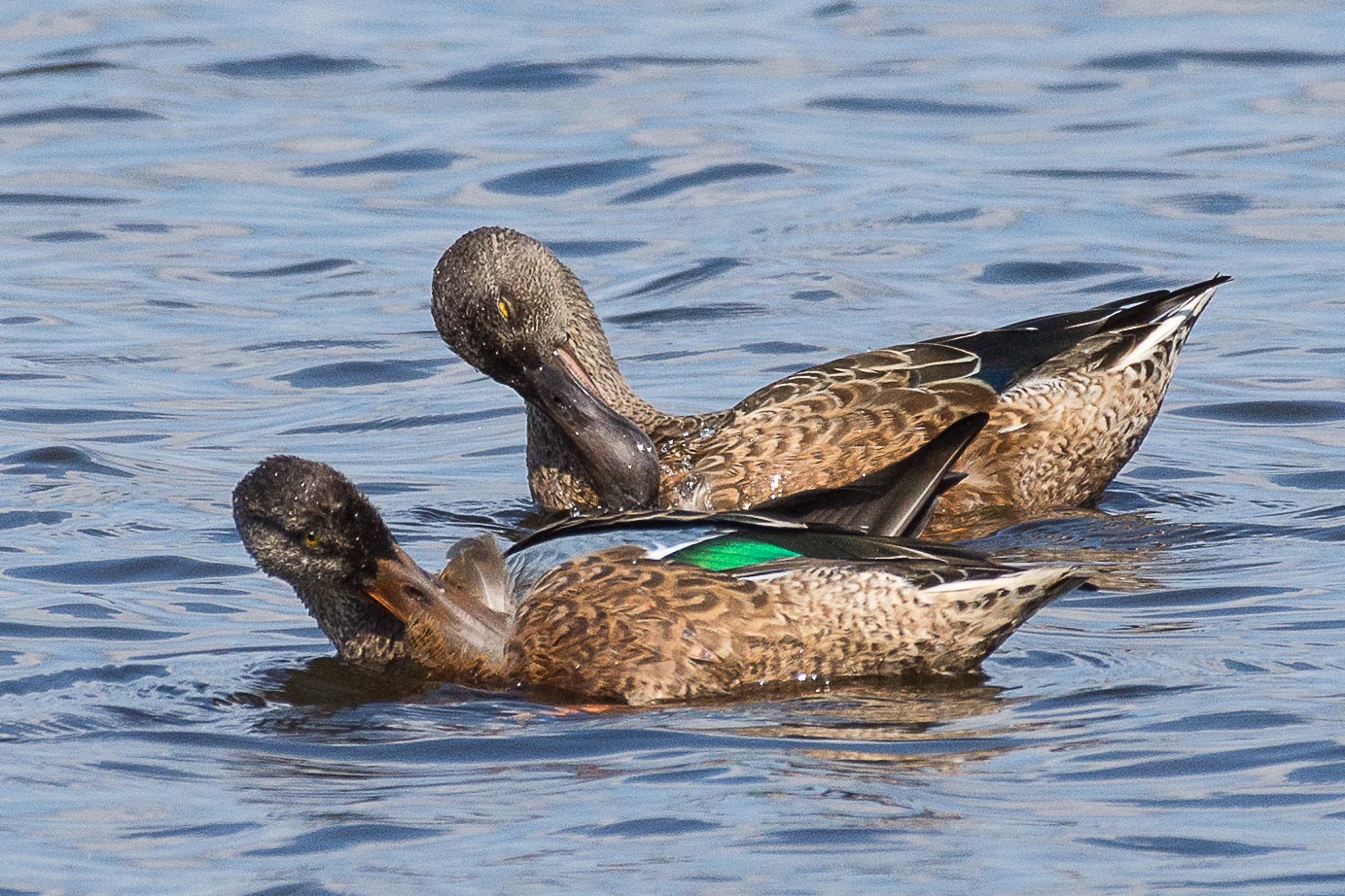 Ladlings in cleaning