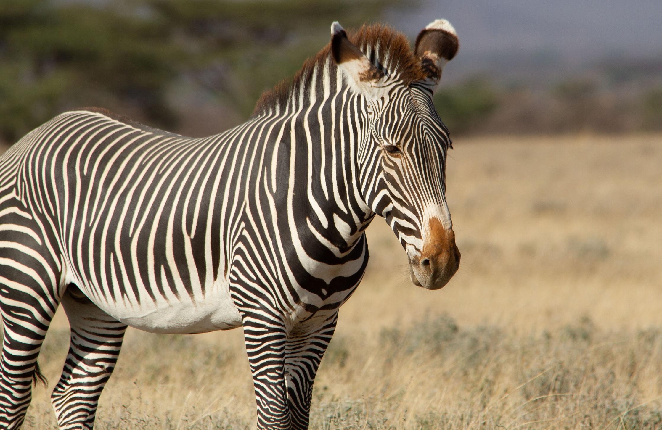Zebra di Grevy