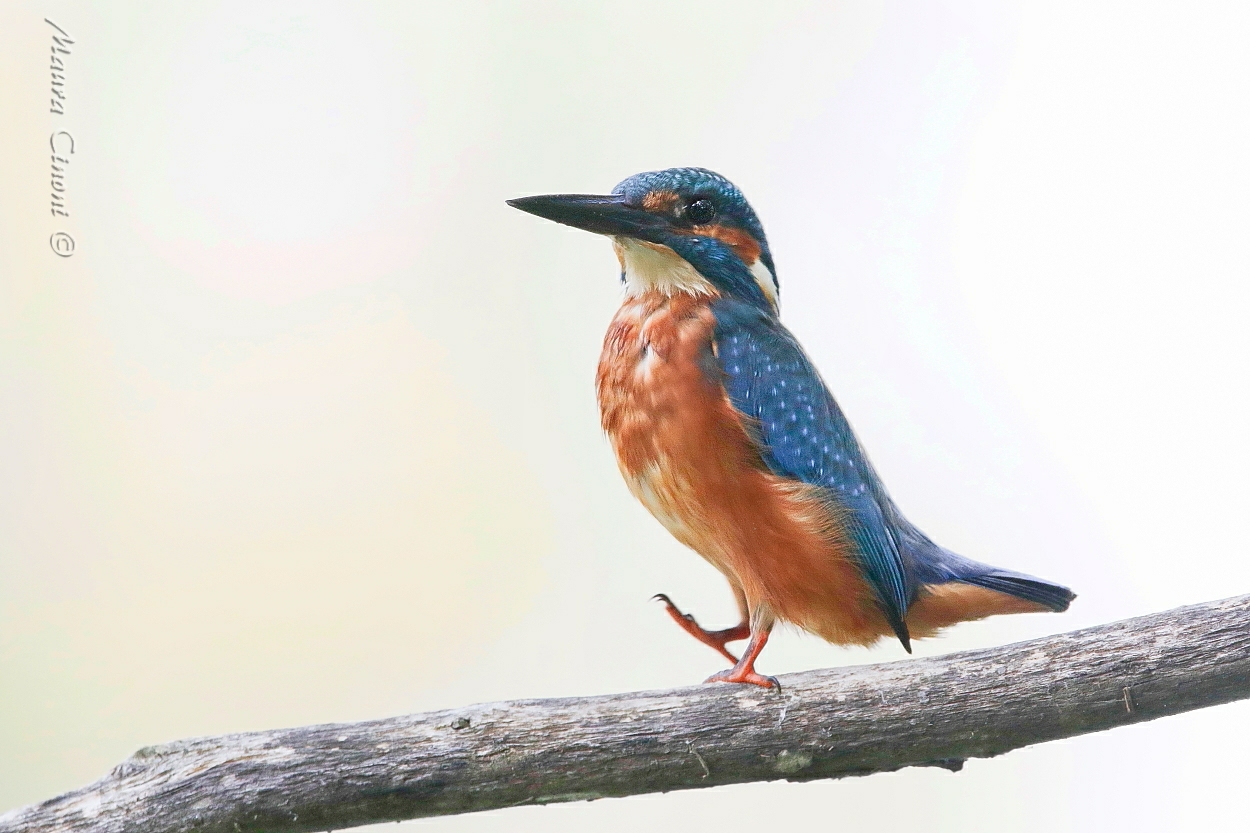 Martin Pescatore: Il passo