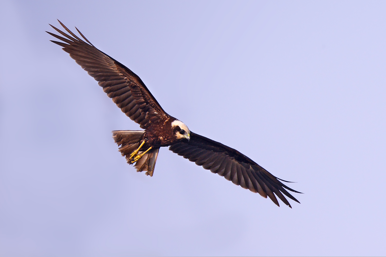 Marsh harrier