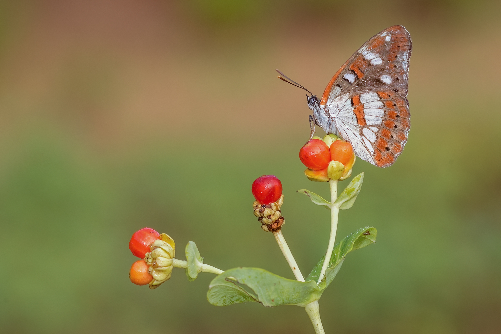 Limenitis reducta