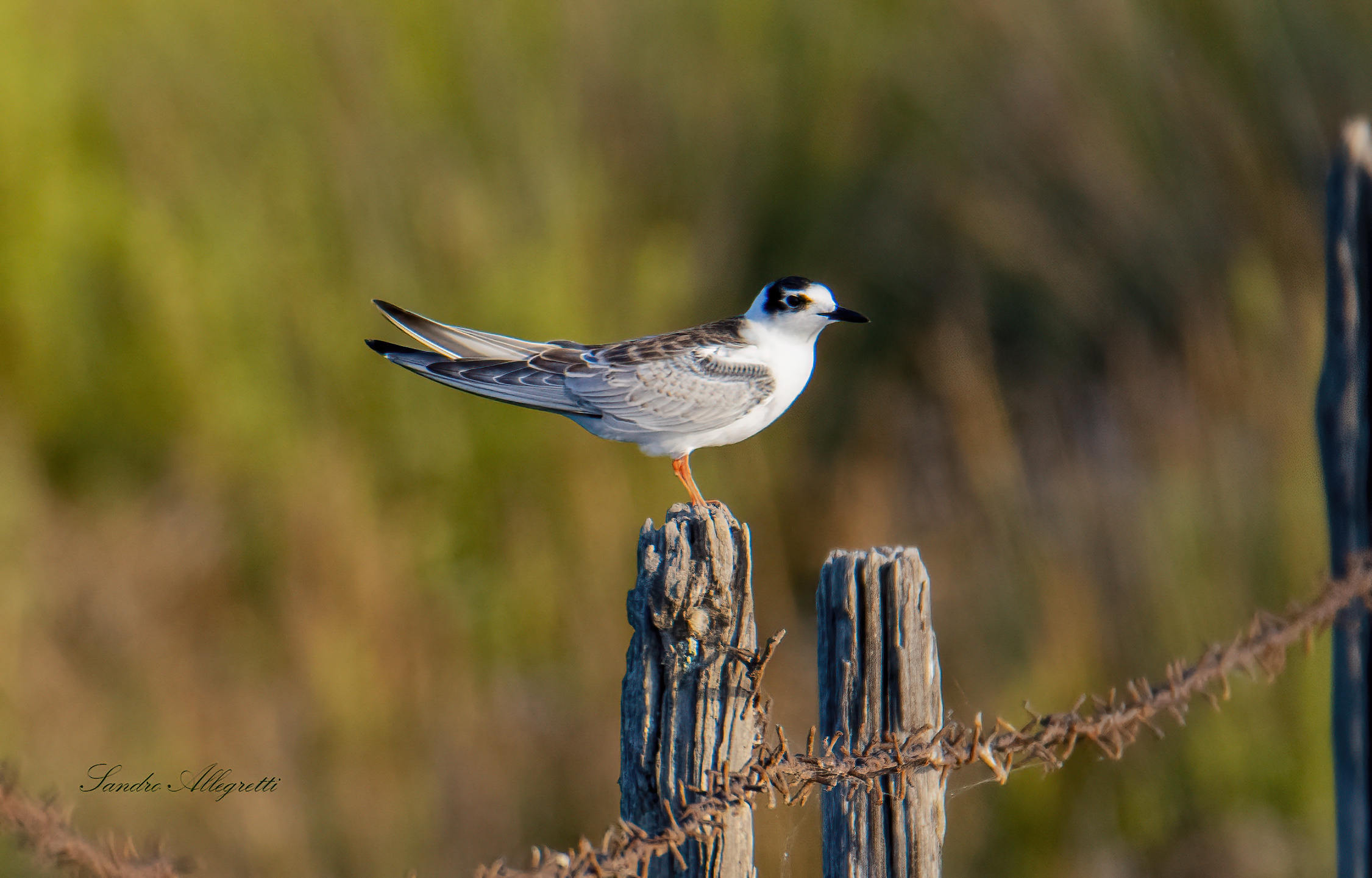 Mignattino ali bianche juv.