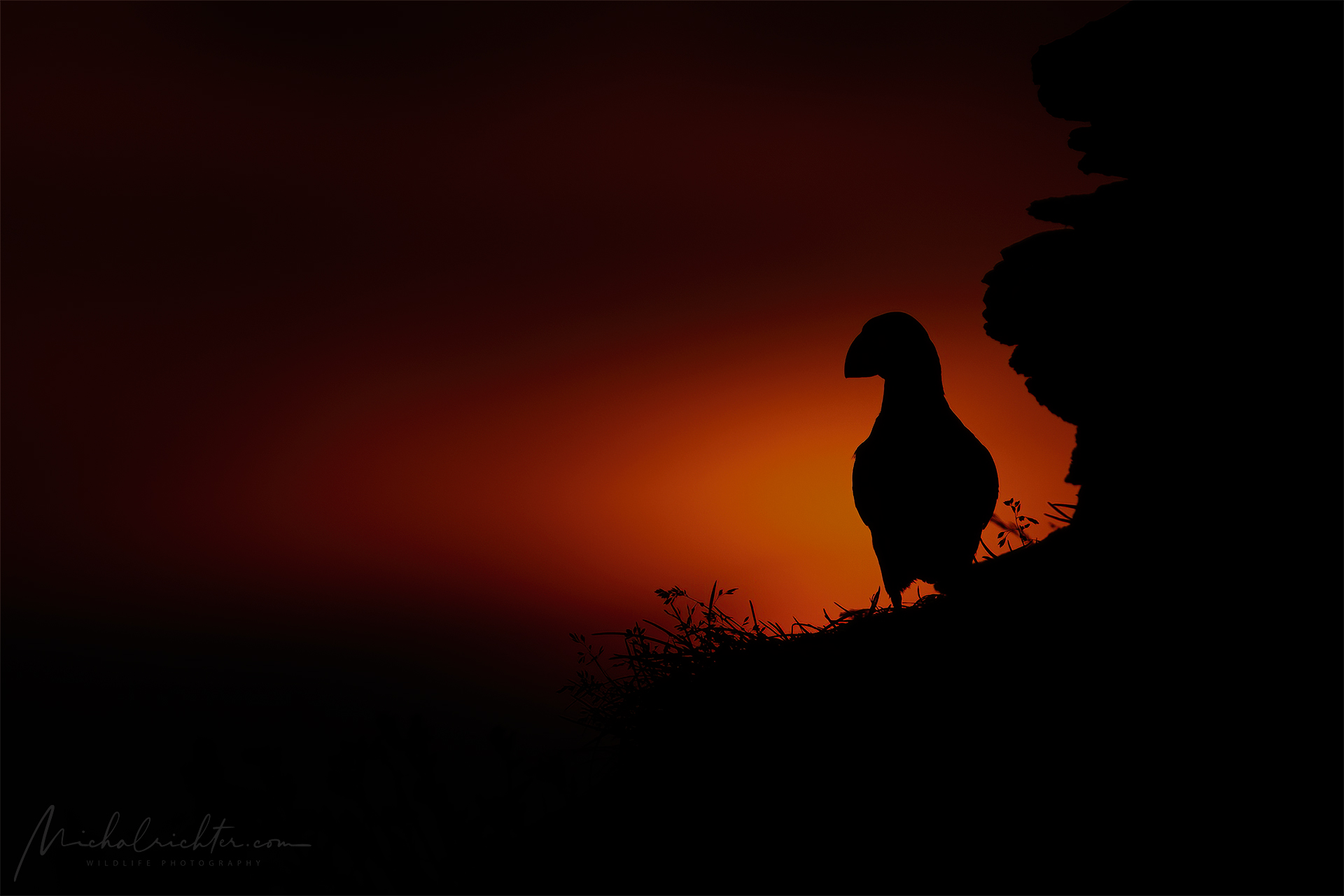 Fratercula arctica (Pulcinella di mare)