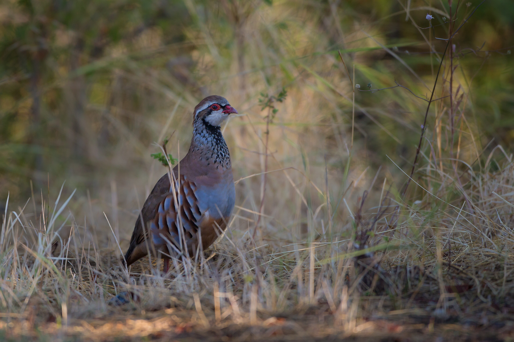 red partridge,