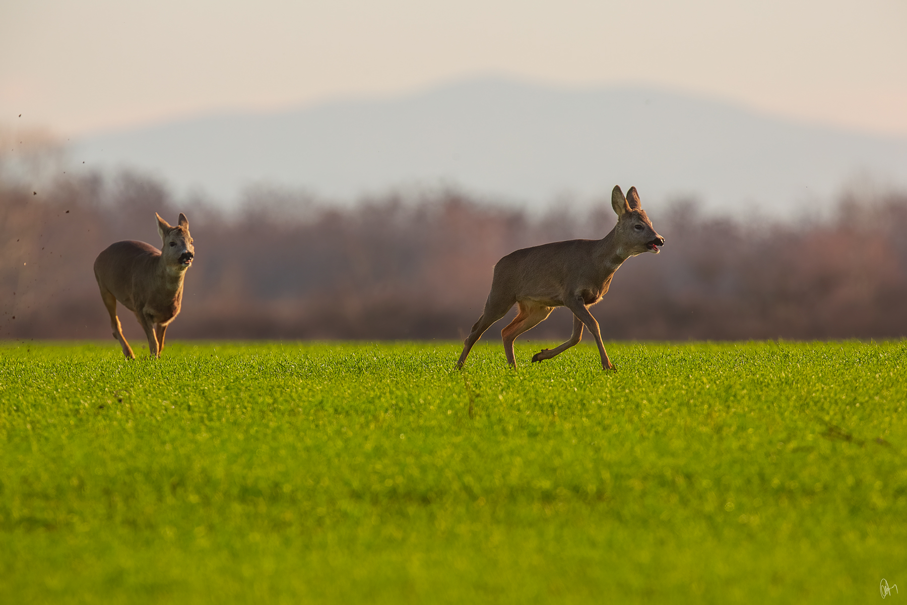 Capriolo