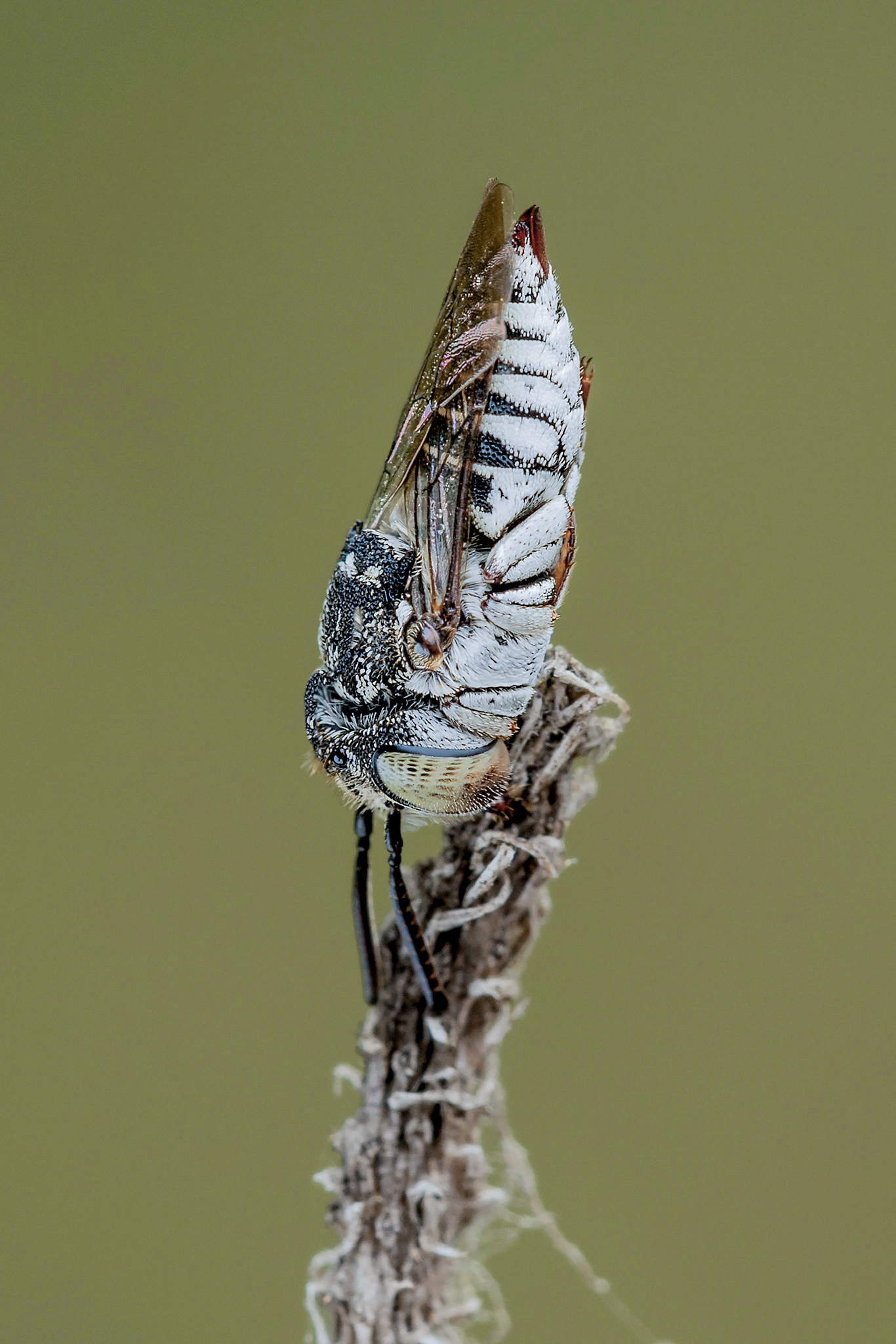 Coelioxys sp