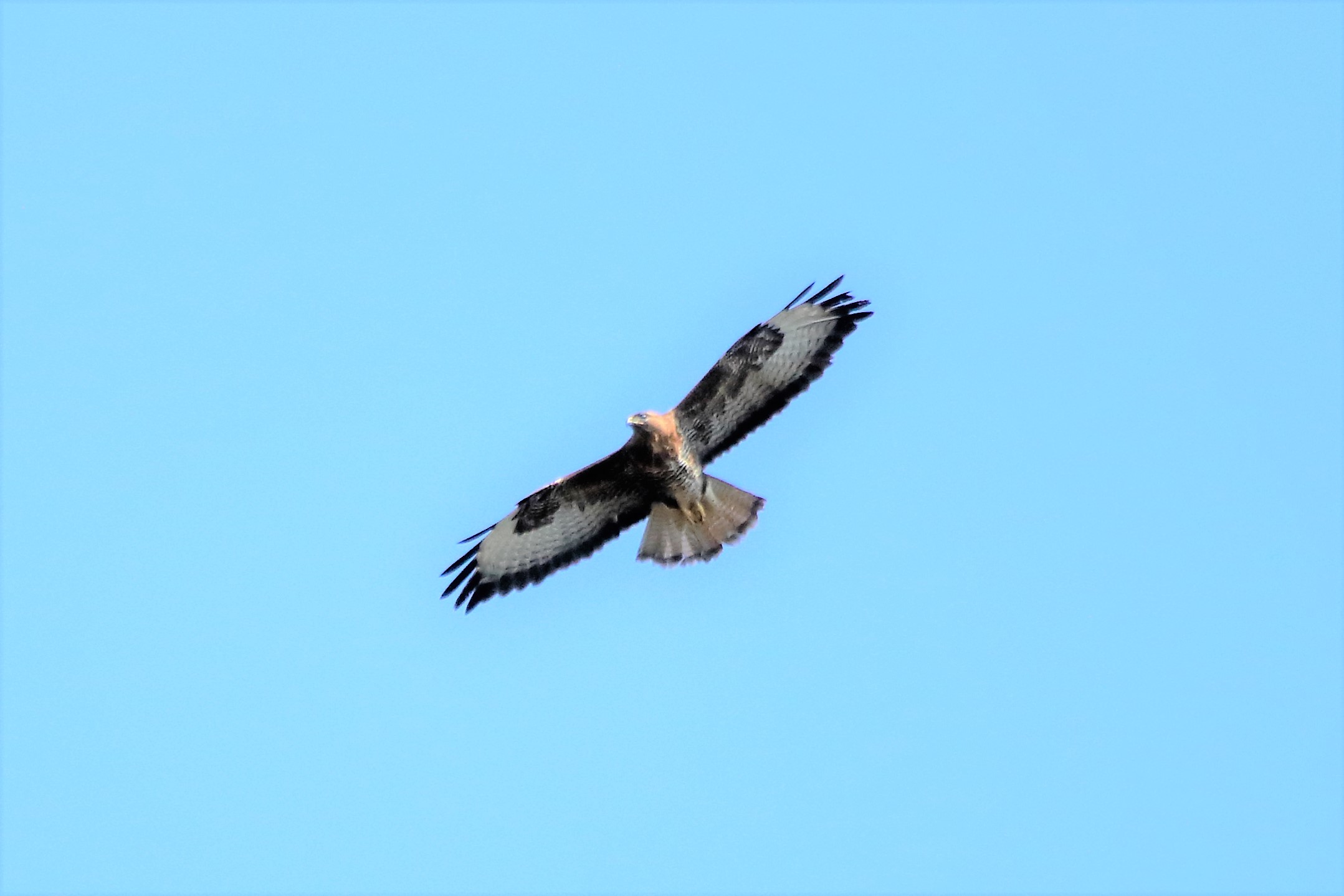 Buzzard