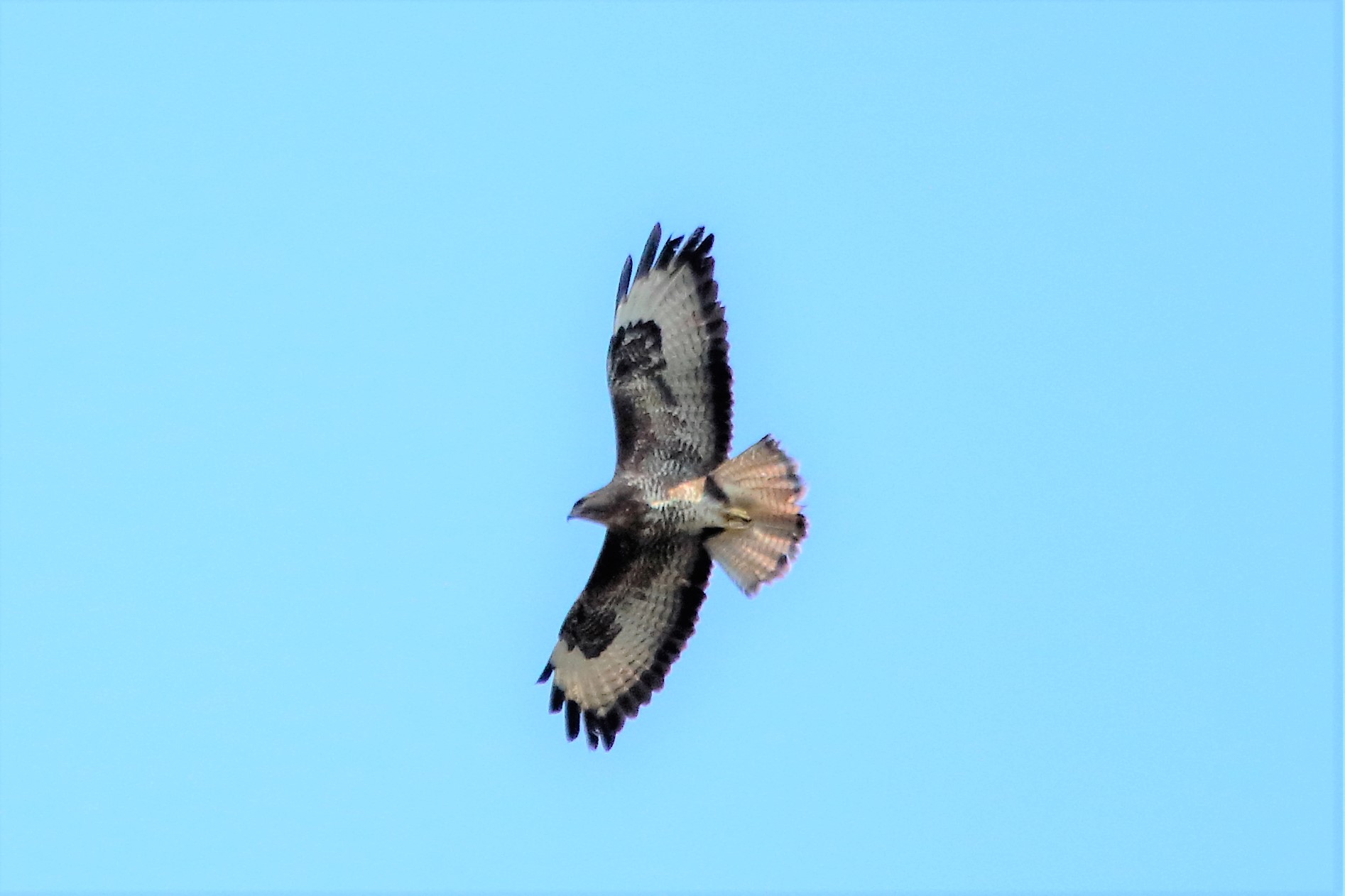 Buzzard