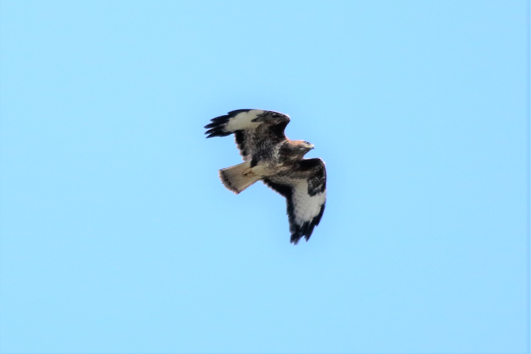 Buzzard