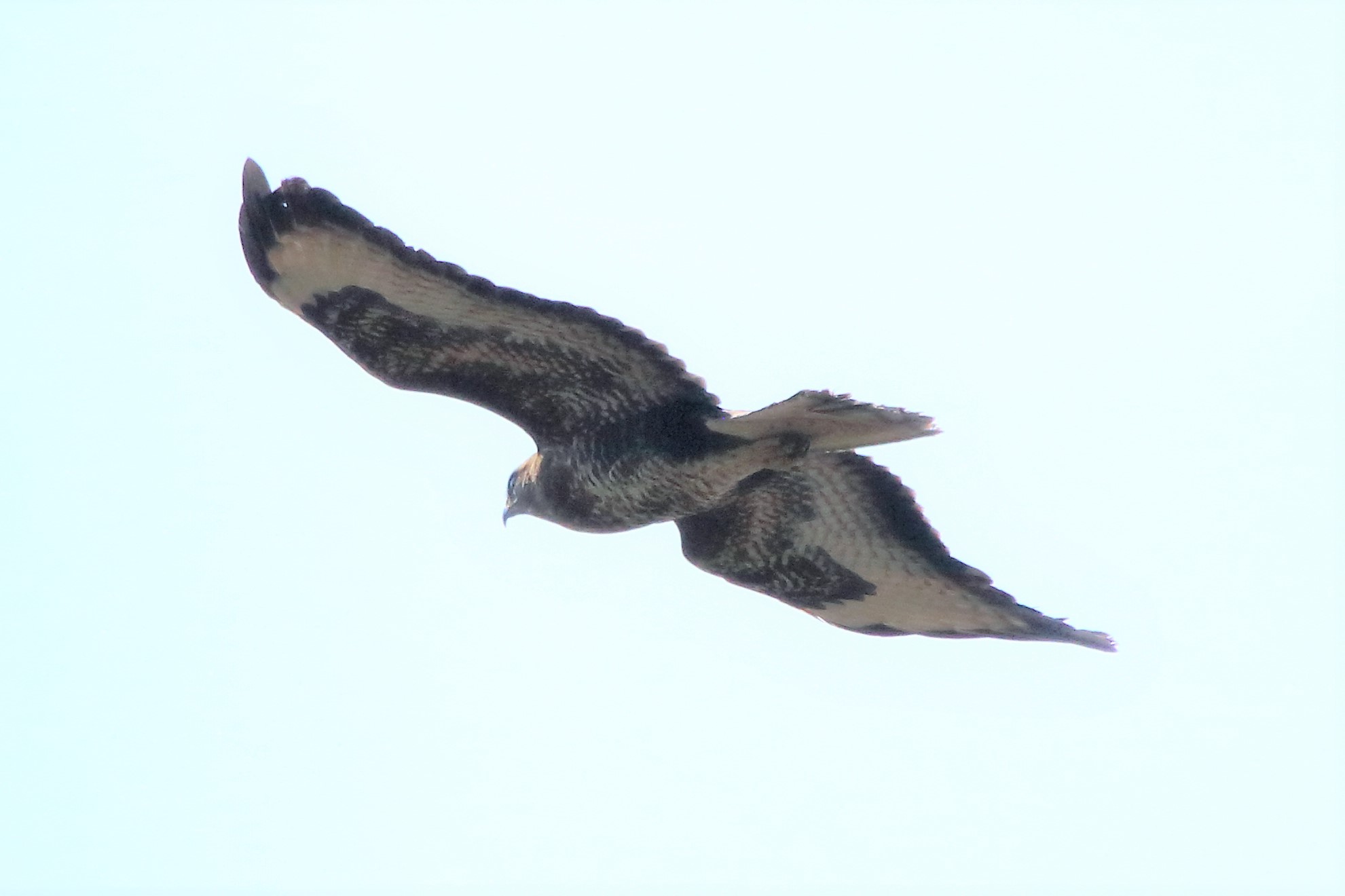 Buzzard