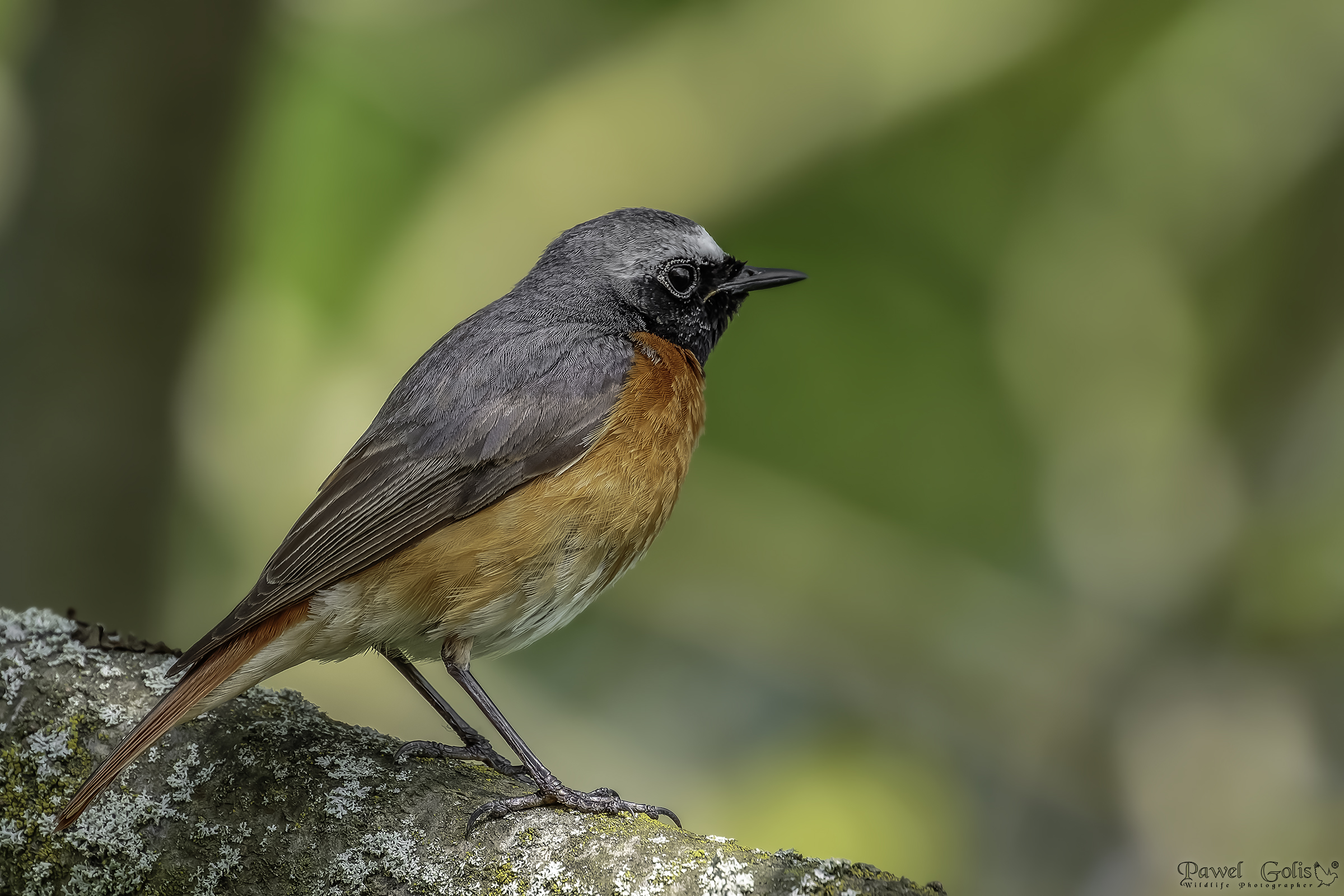 Redstart comune (Phoenicurus phoenicurus)